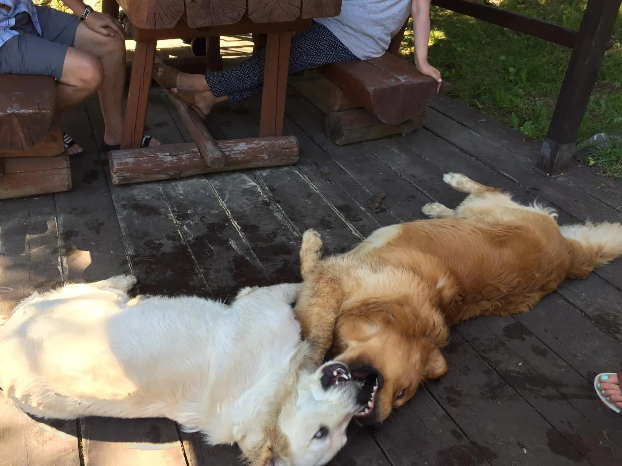 Pets in Pensjonat Kasia i Michał