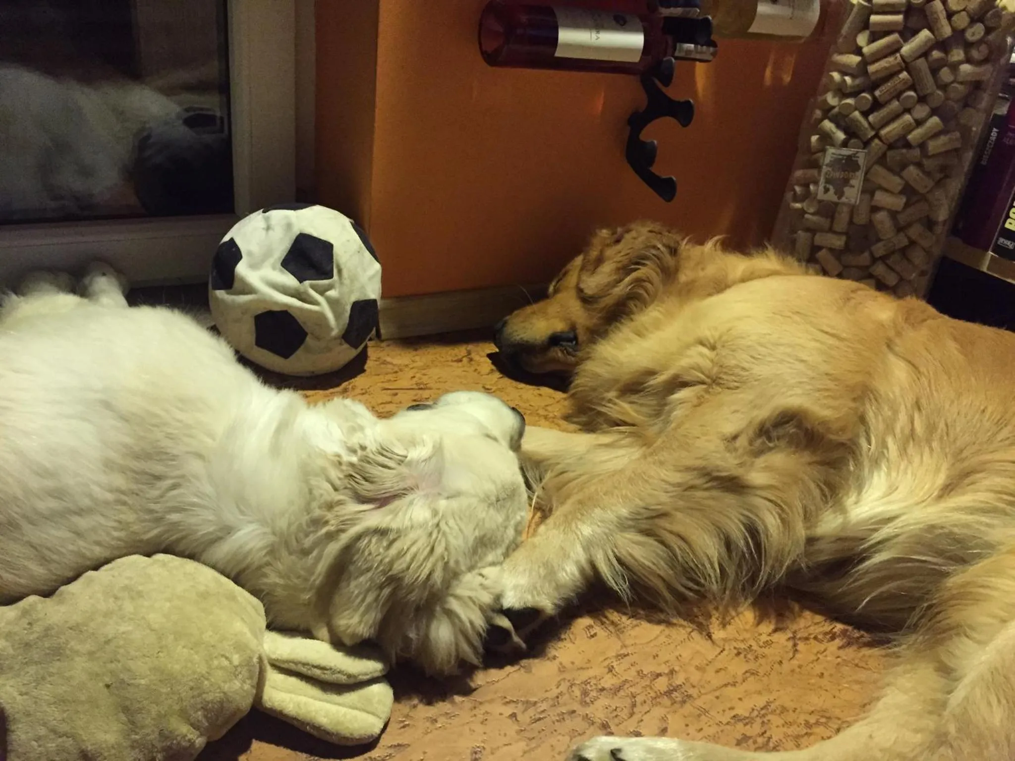 Pets in Pensjonat Kasia i Michał