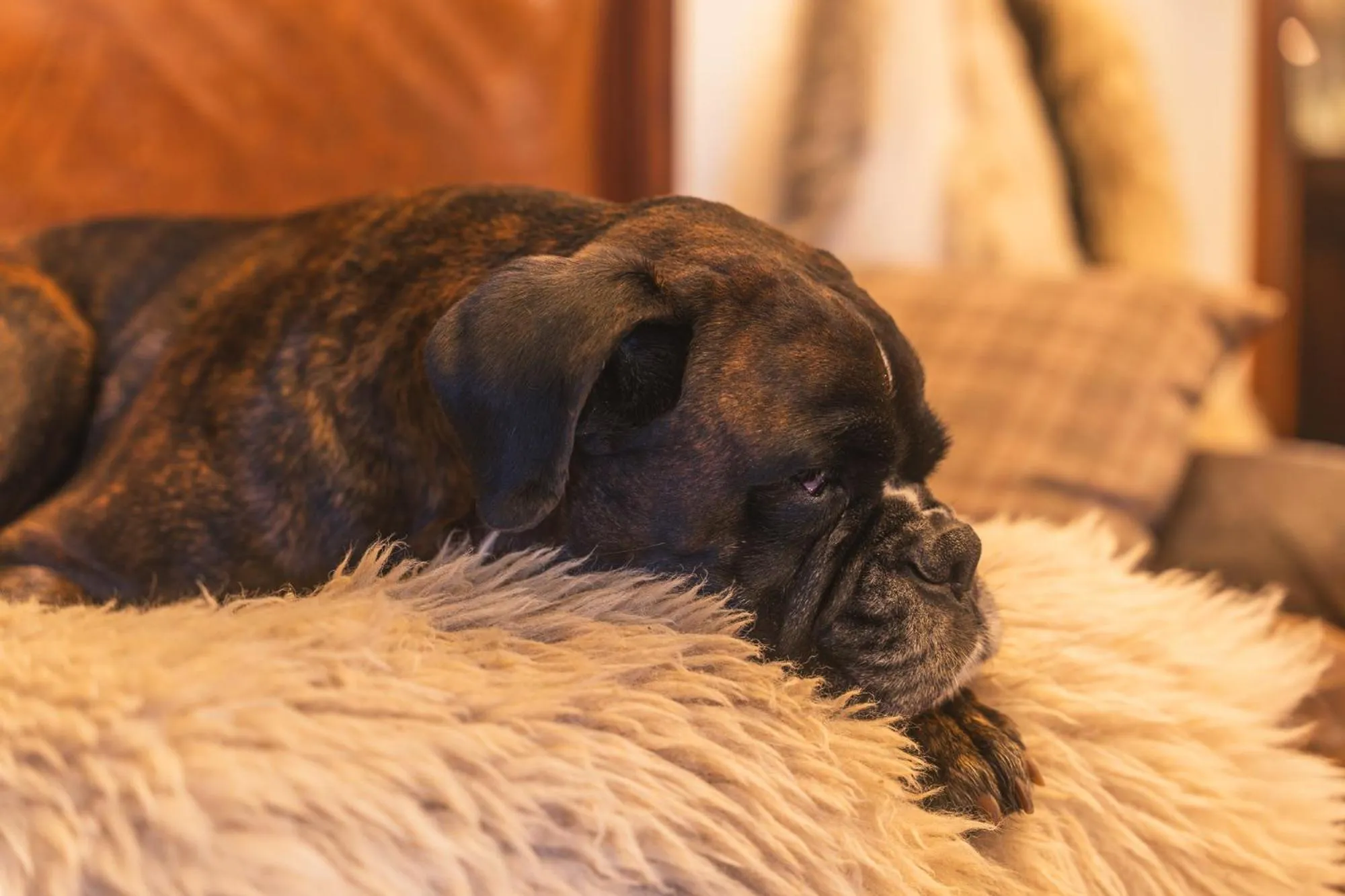 Pets in Hotel Schlosswirt