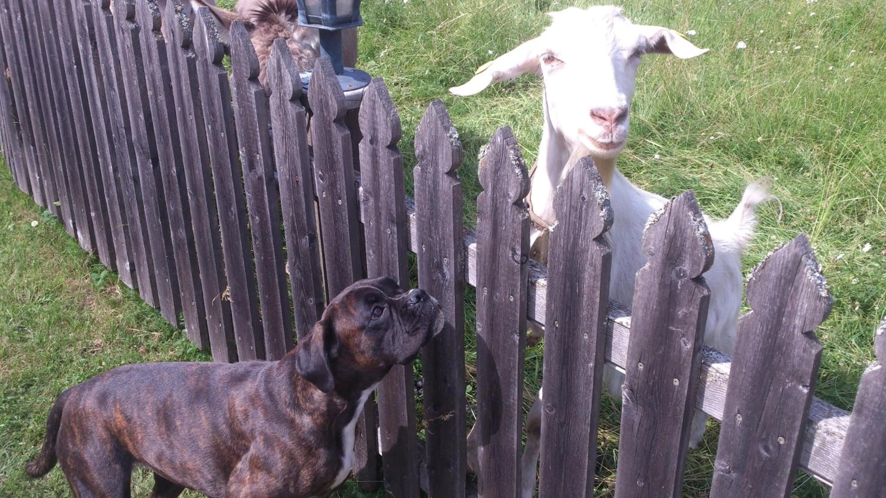 Animals in Hotel Schlosswirt