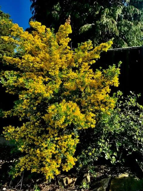 Garden view in Jasmine House
