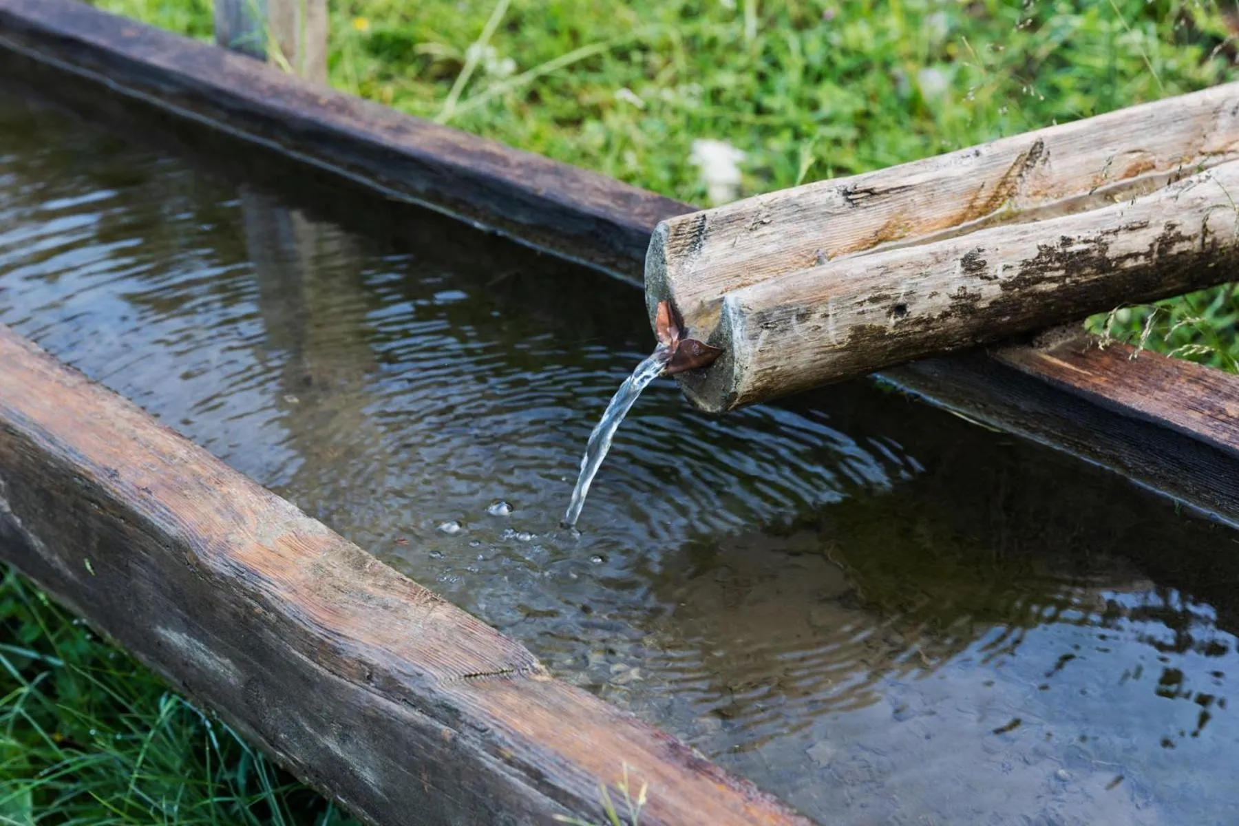 Animals in Berggasthaus Höllensteinhütte