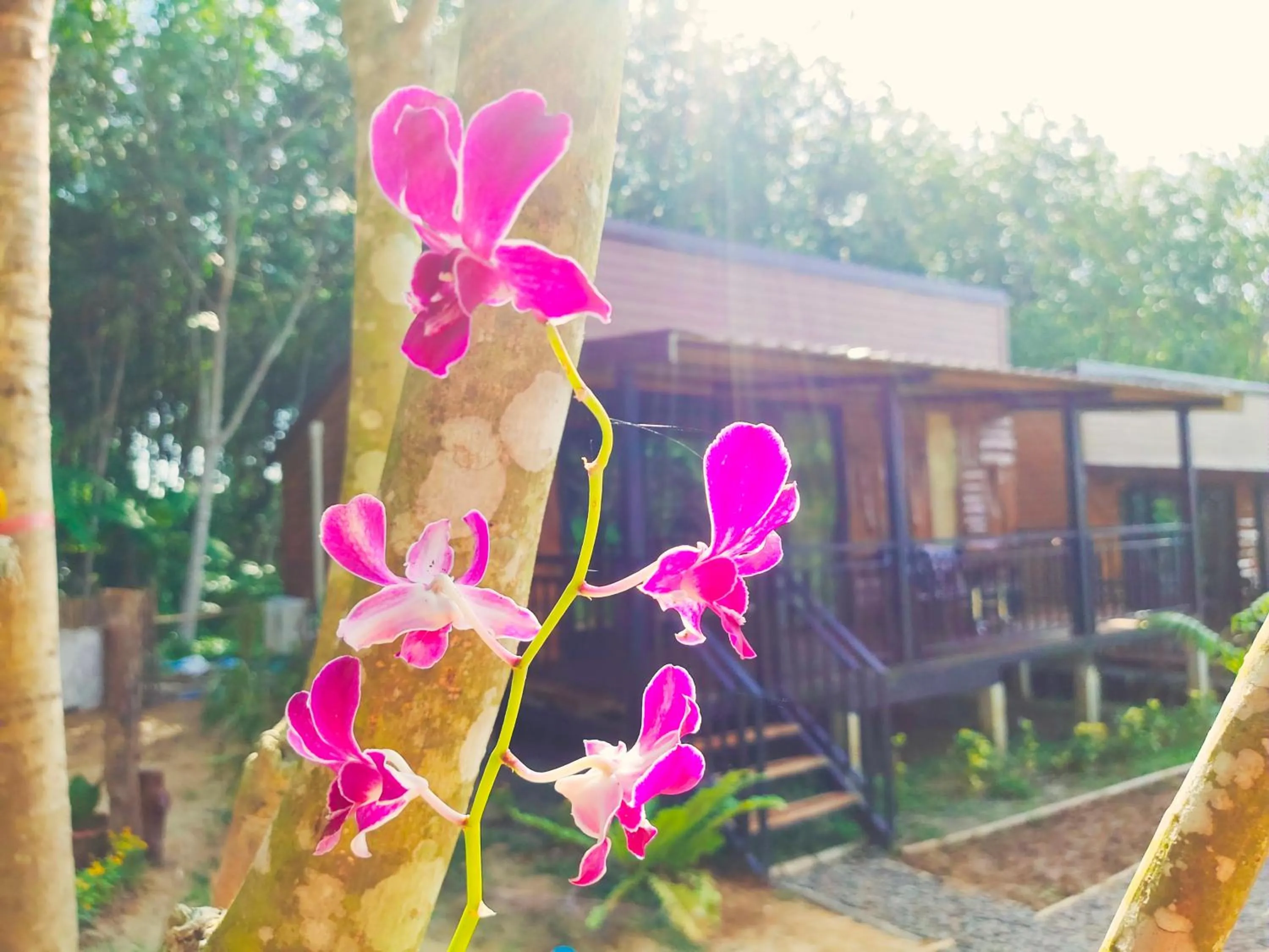 Property building in Kohmook Nurse House