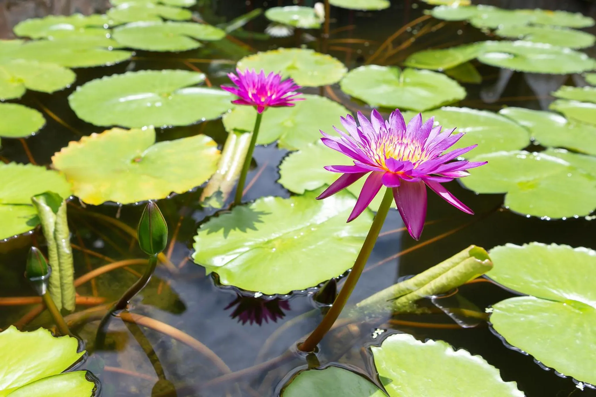 Garden in Lady Naya Villas - SHA Extra Plus