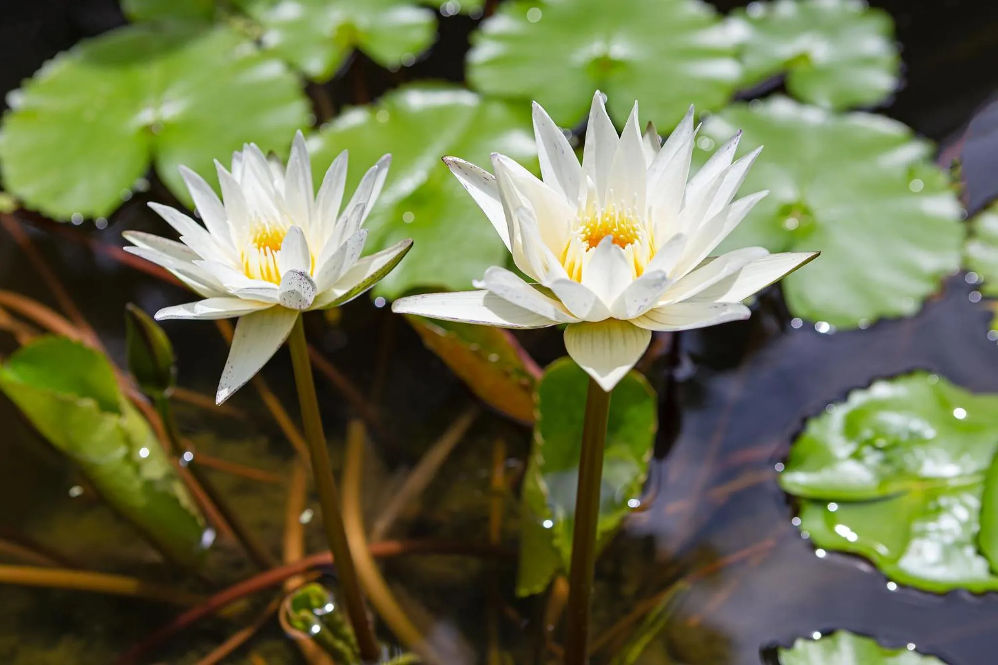 Garden in Lady Naya Villas - SHA Extra Plus