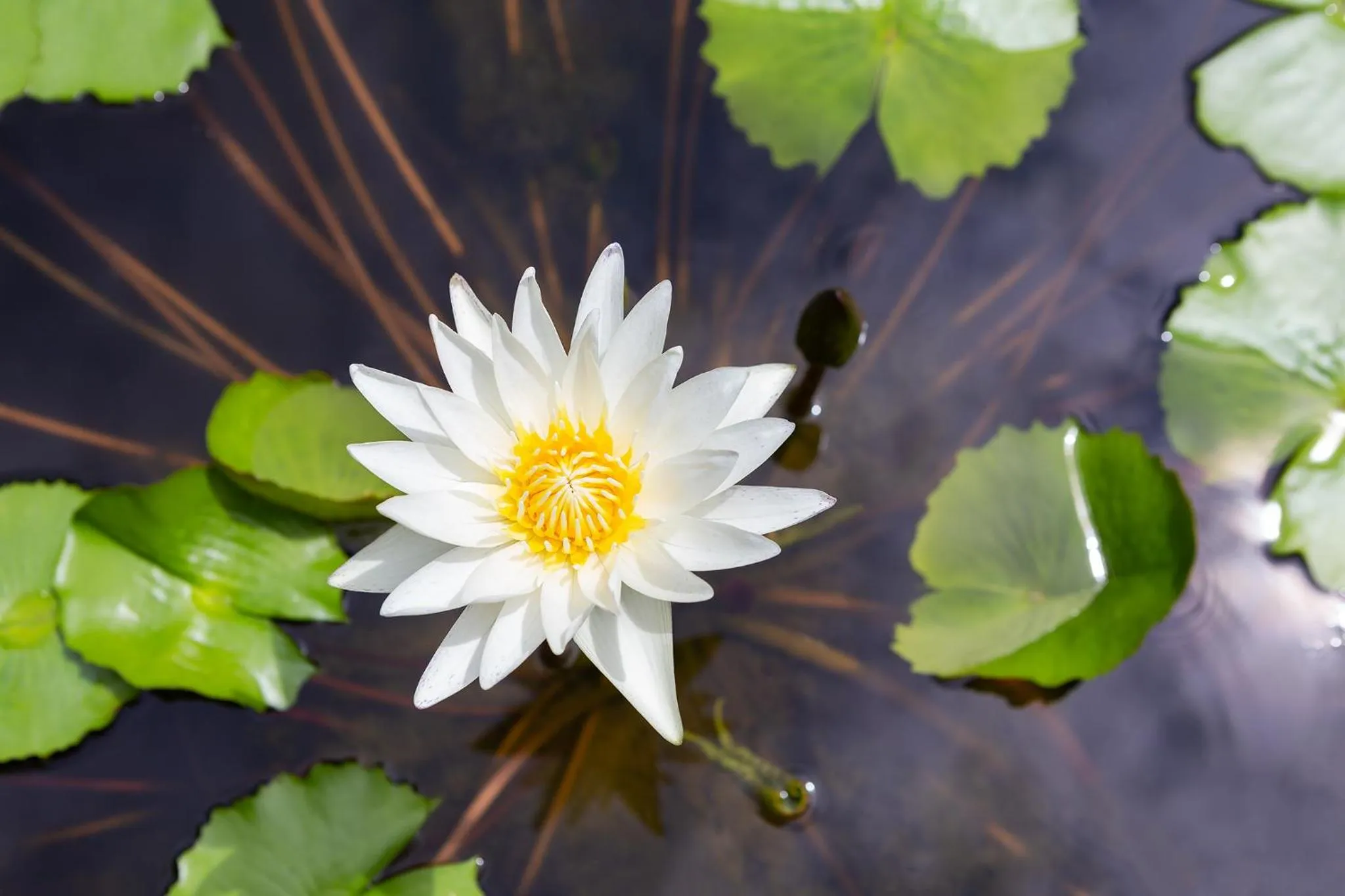 Garden in Lady Naya Villas - SHA Extra Plus