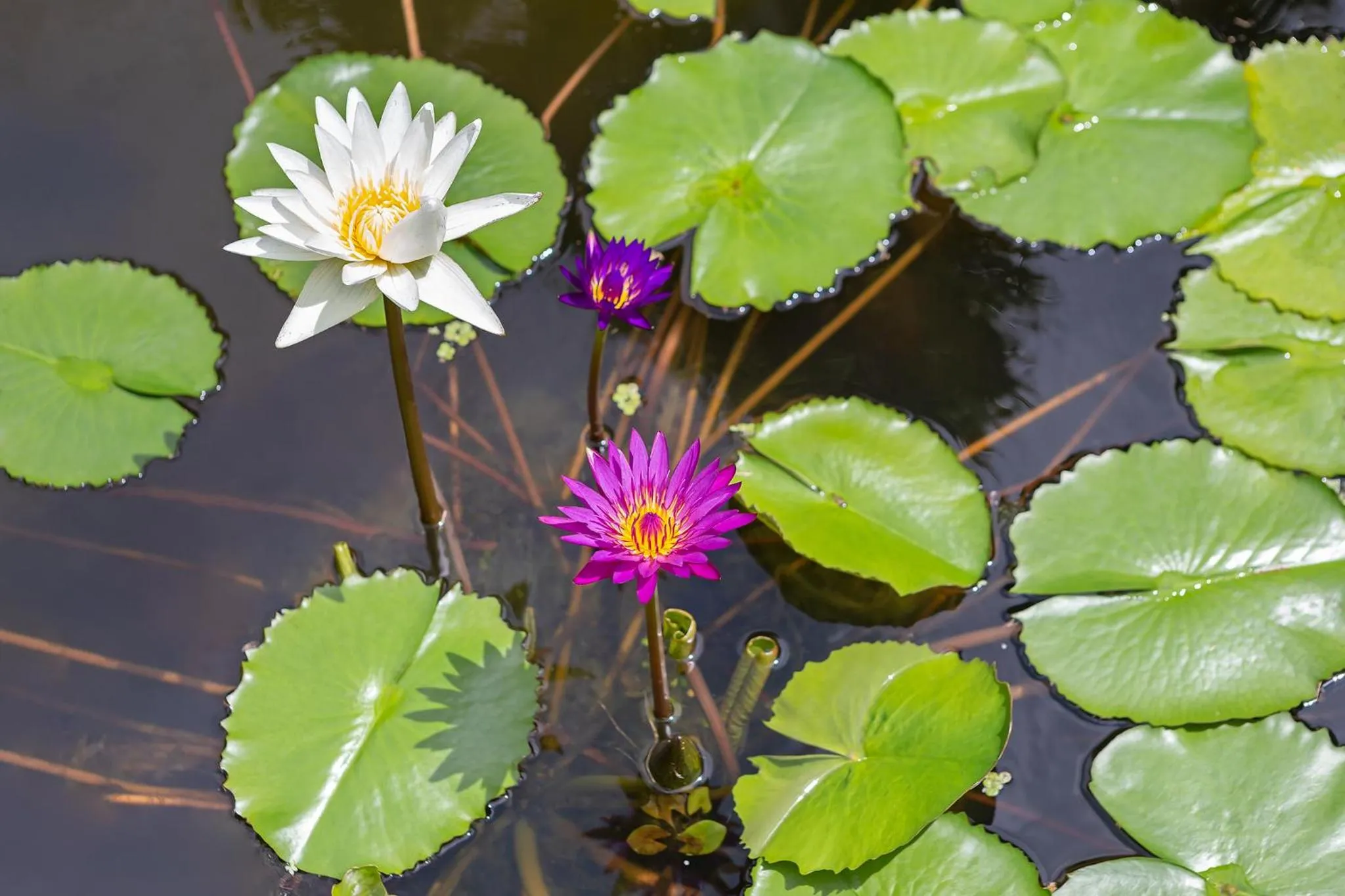 Garden in Lady Naya Villas - SHA Extra Plus