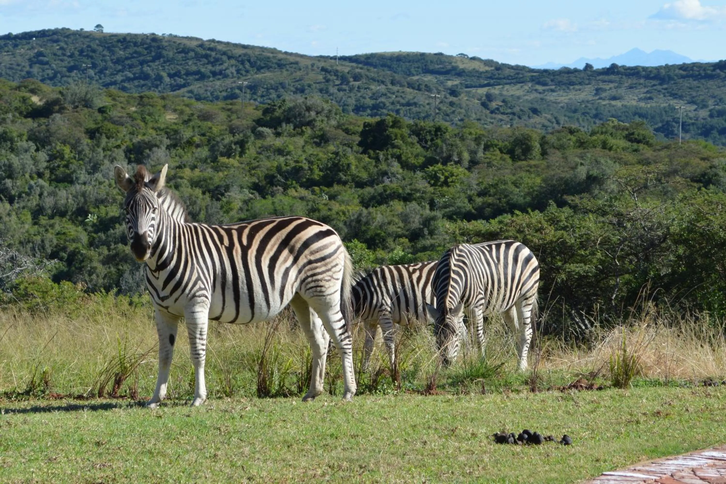 Animals in Jbay Zebra Lodge