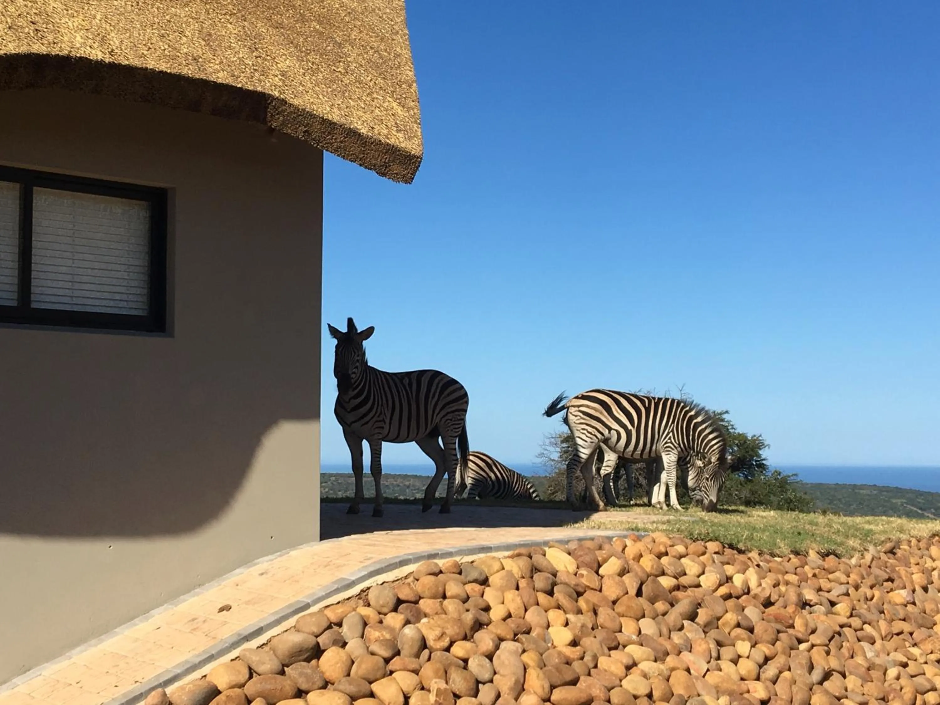 Day in Jbay Zebra Lodge