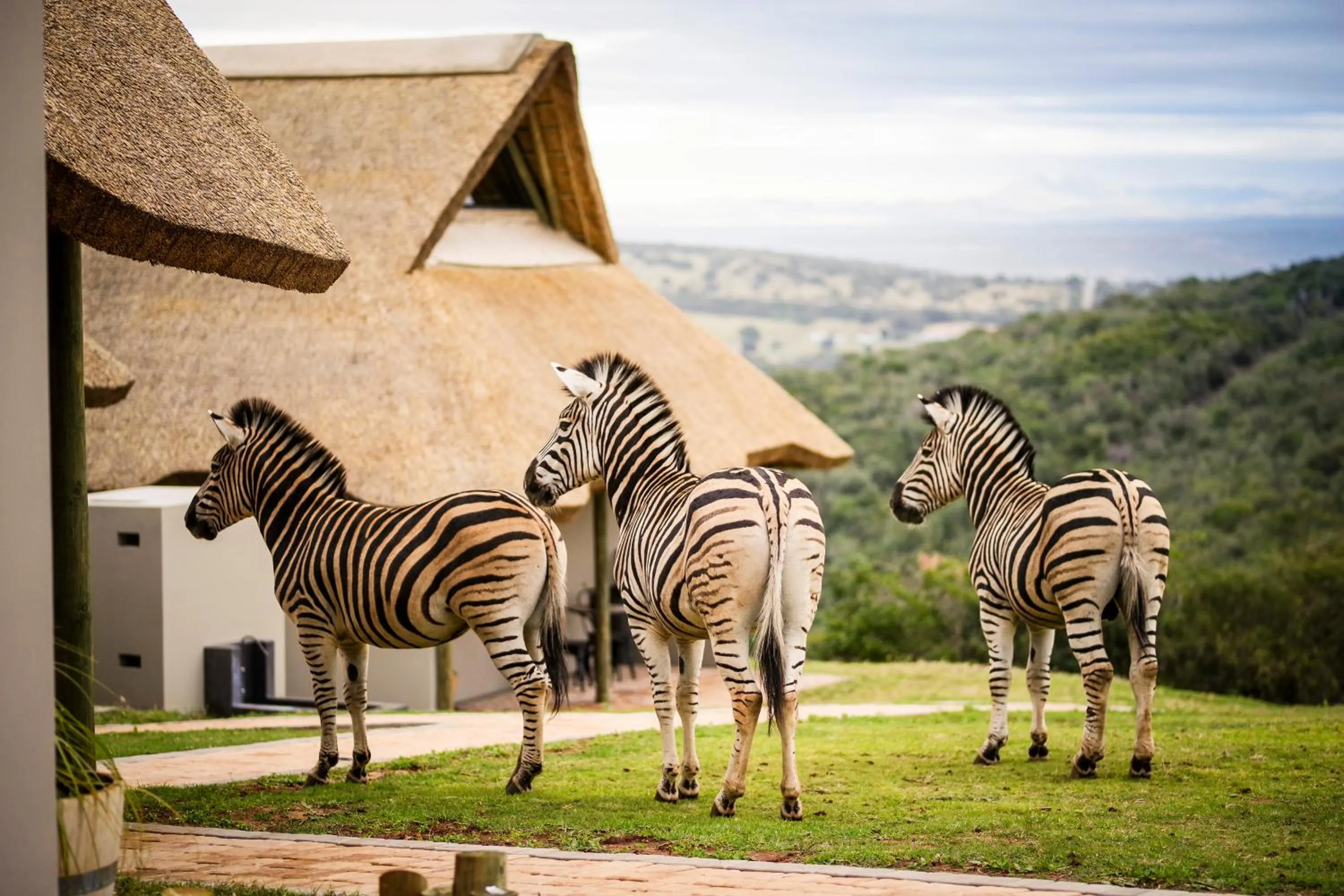Decorative detail in Jbay Zebra Lodge