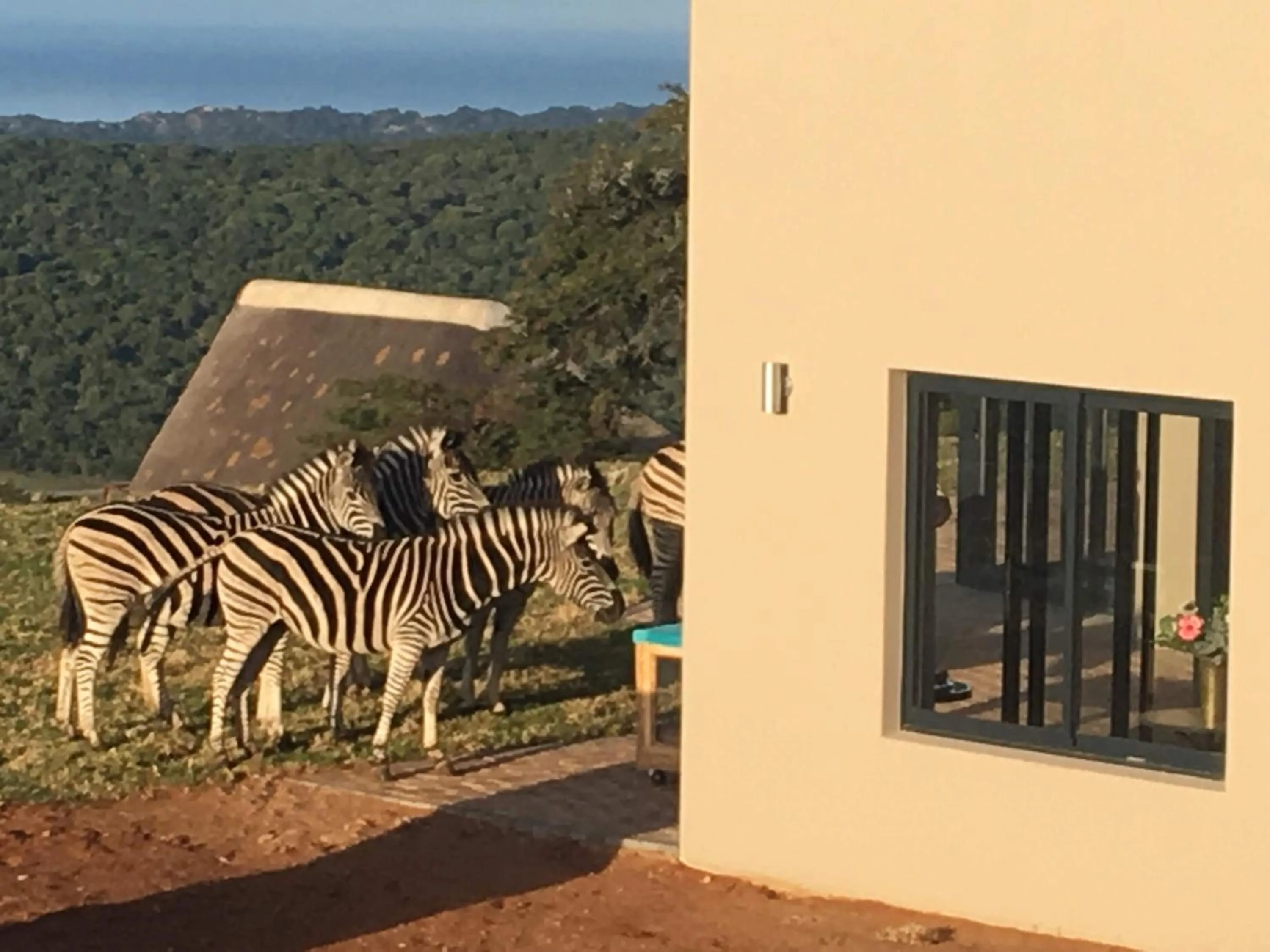 View (from property/room) in Jbay Zebra Lodge