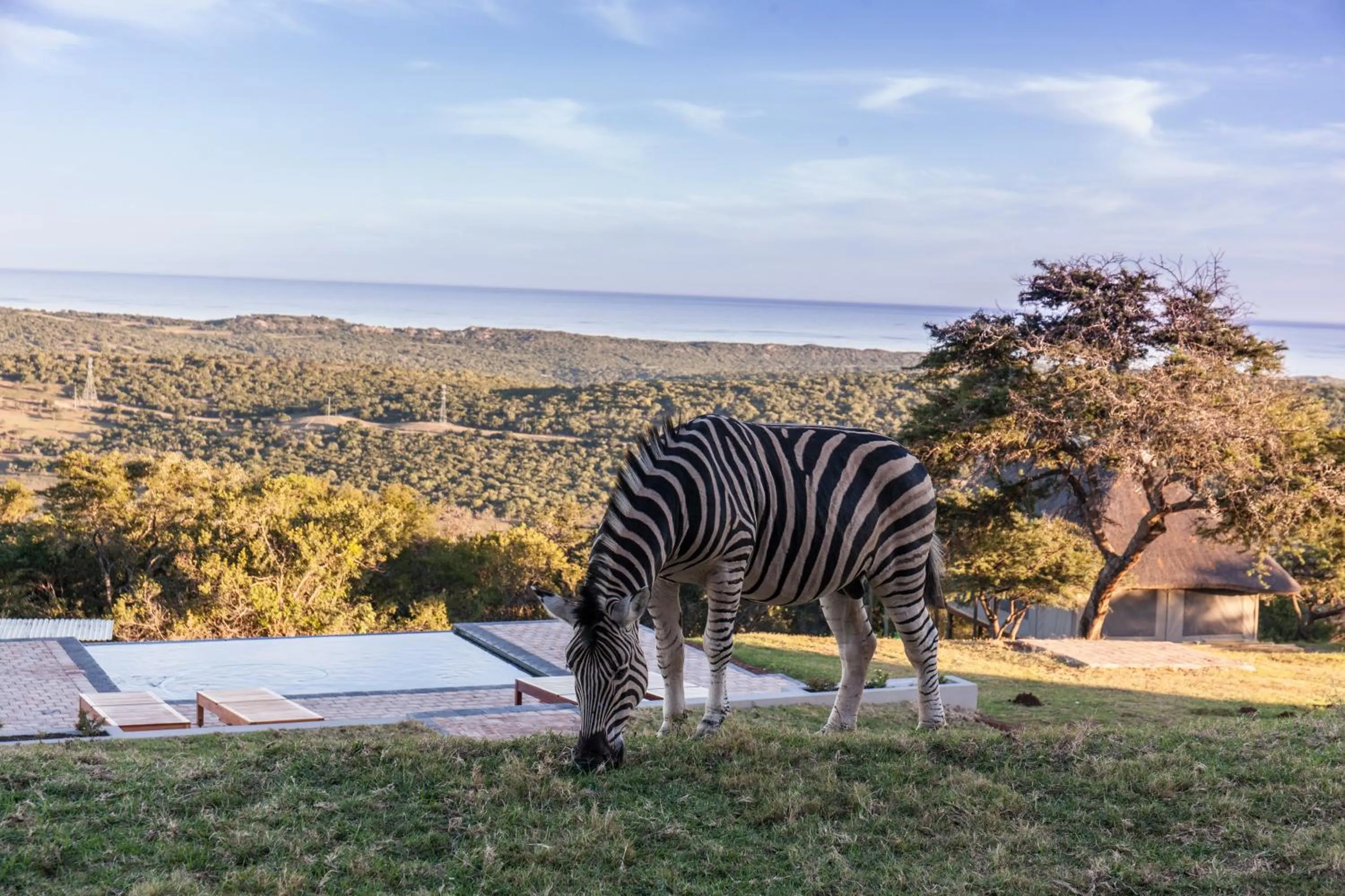 Pets in Jbay Zebra Lodge