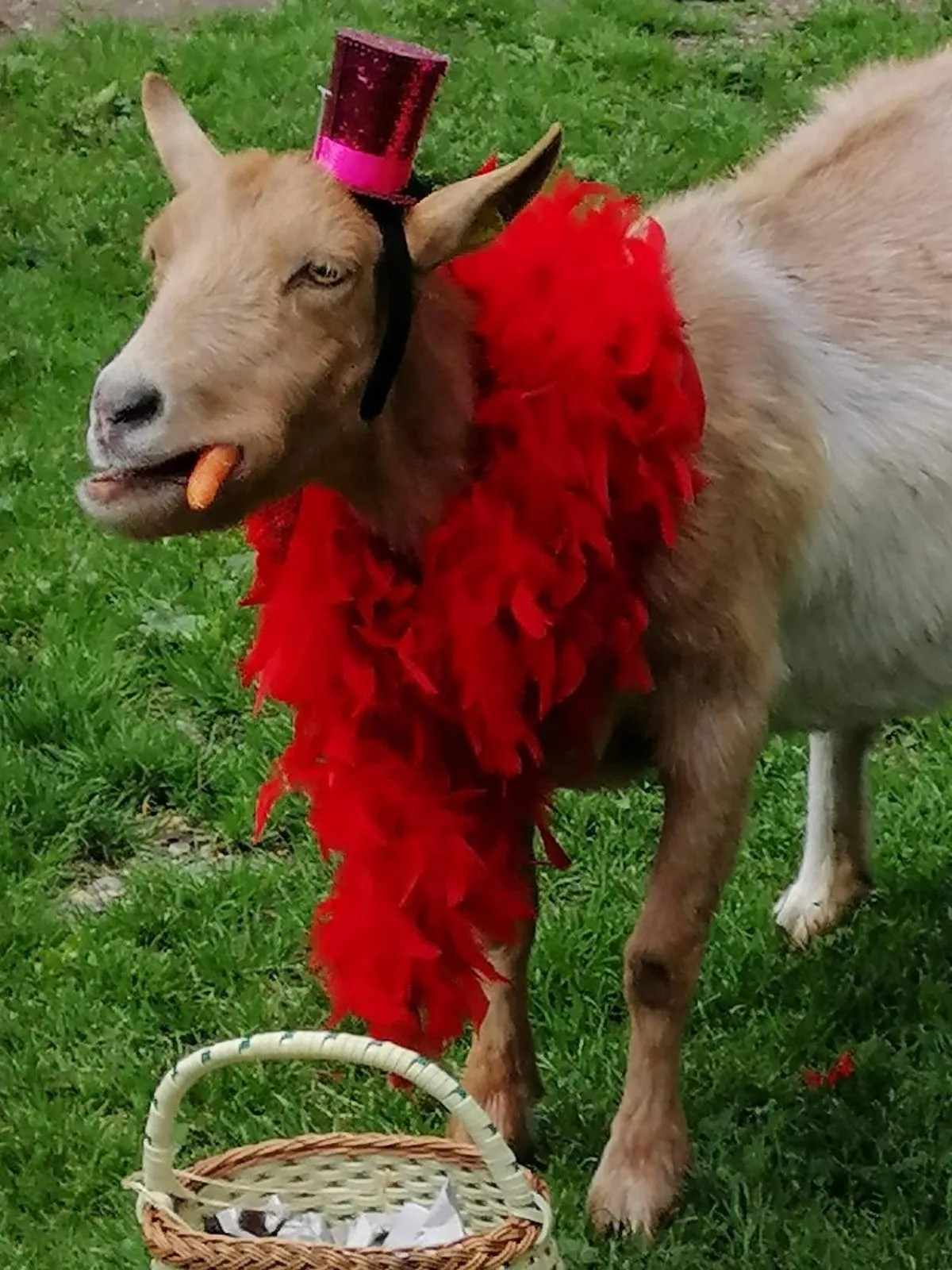 Animals in Gasthof Zum Kramer