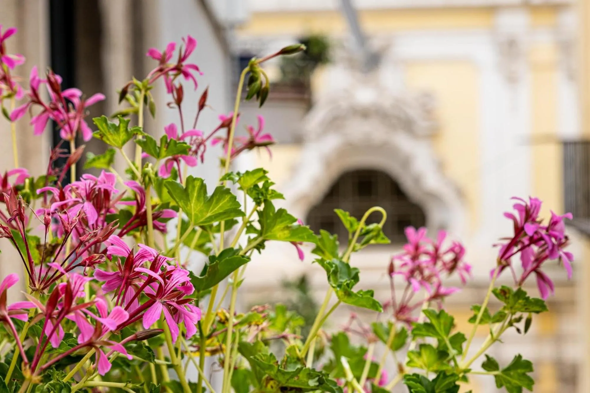 City view in casajammone naples b&b