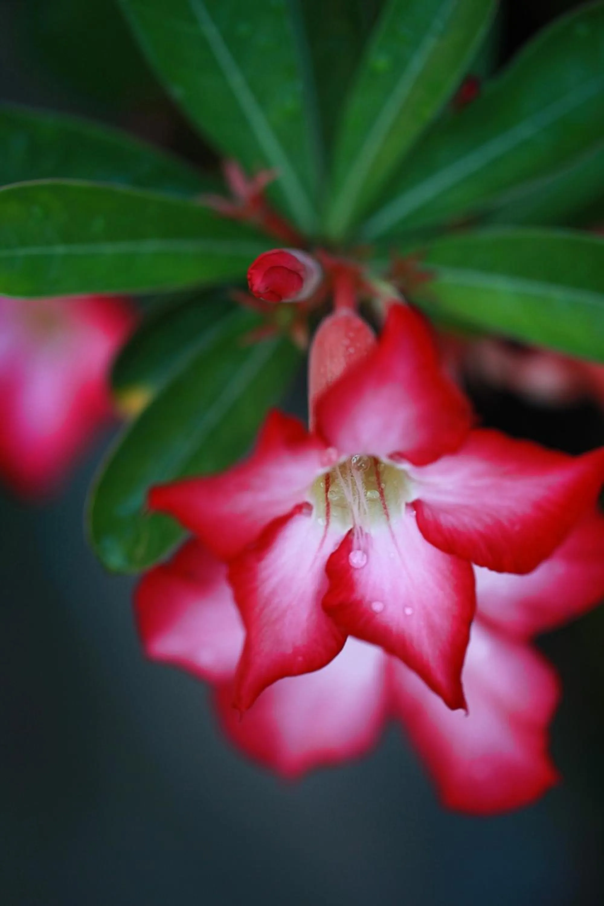 Garden in Balangan Beach Villa