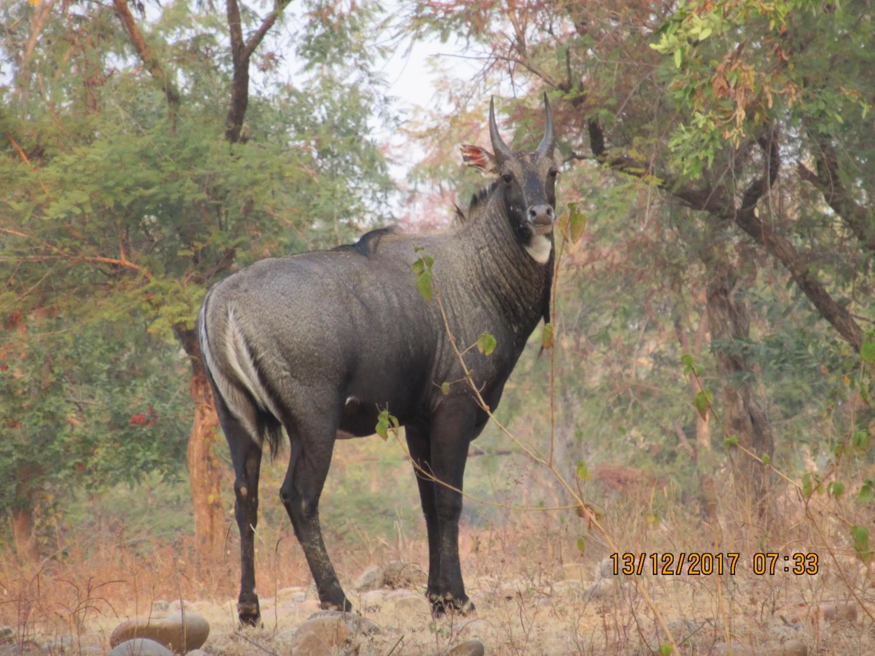 Entertainment in Hotel isabel Palace