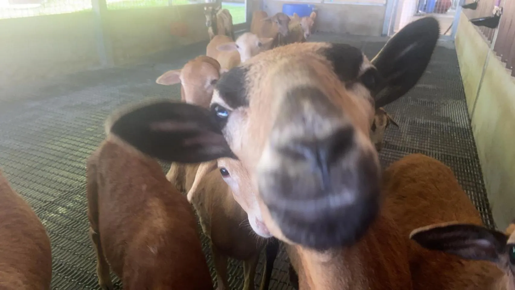Animals in River Forest Leisure Farm