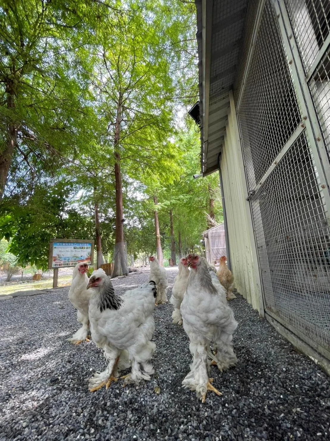 Animals in River Forest Leisure Farm
