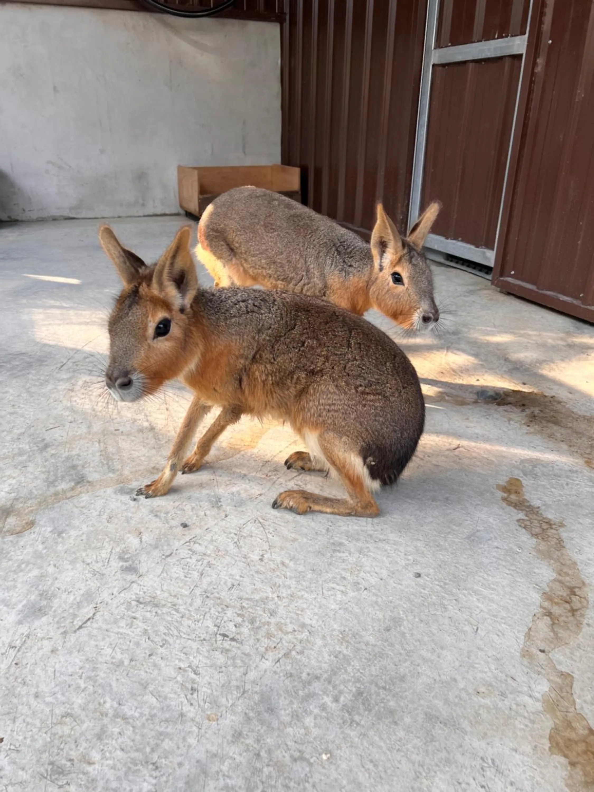 Animals in River Forest Leisure Farm