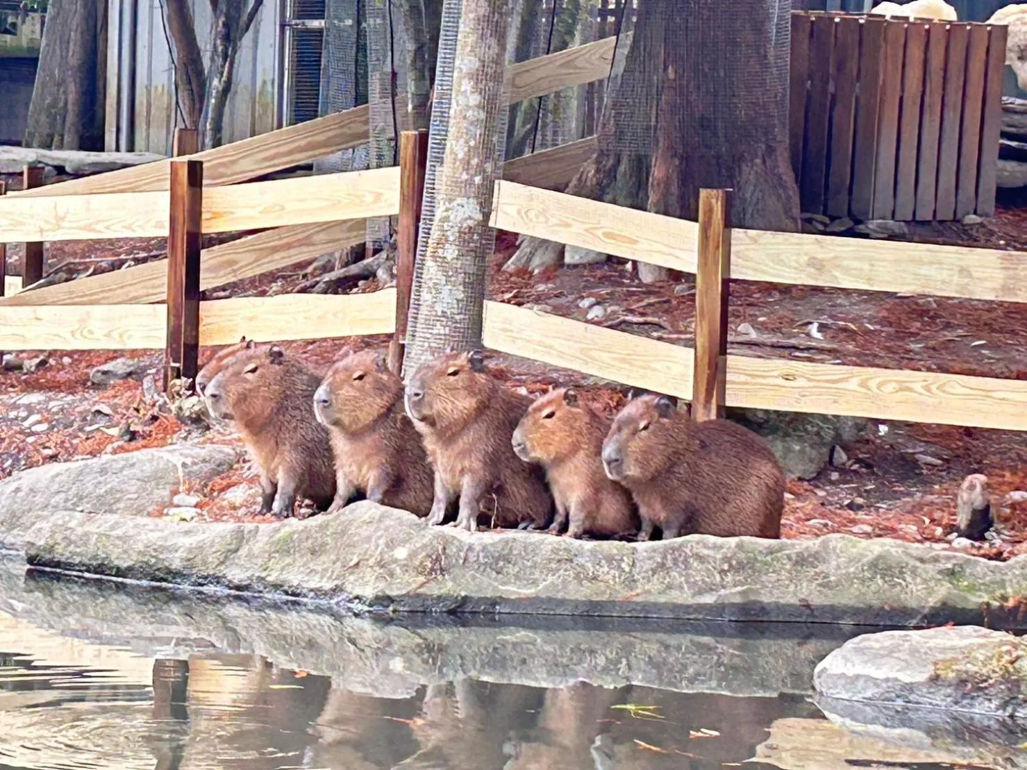 Animals in River Forest Leisure Farm