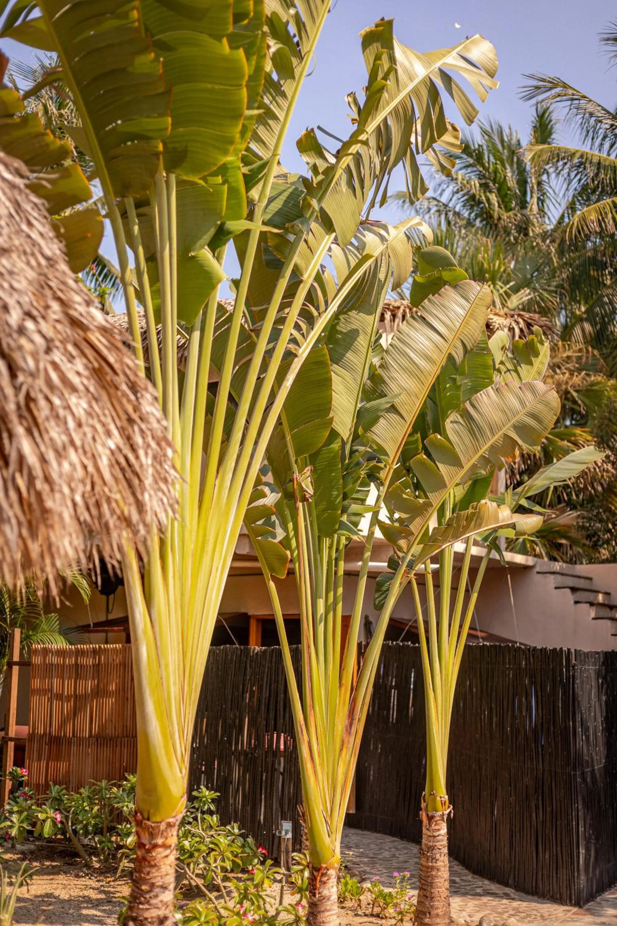 Garden in Casa Lu Hotel Boutique