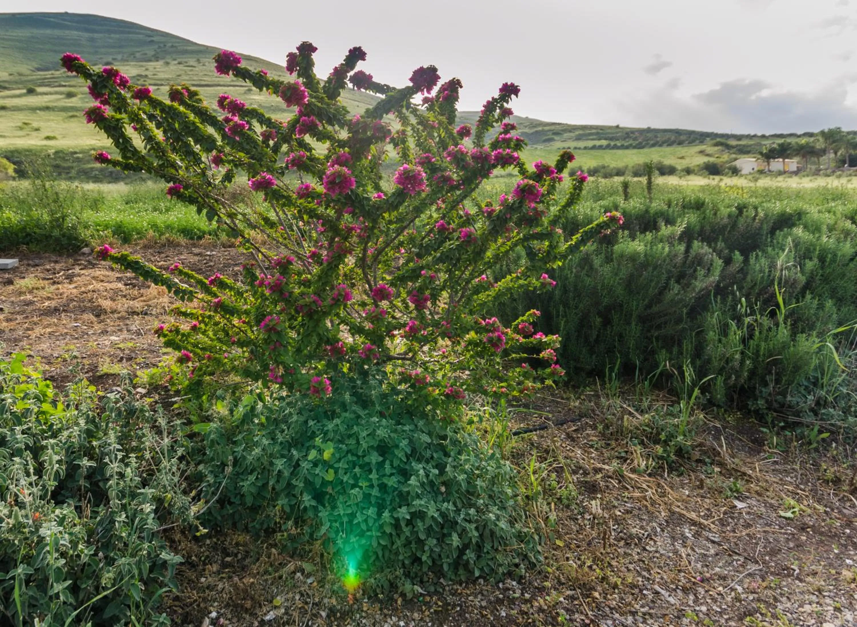 Garden in Avigail Guest House