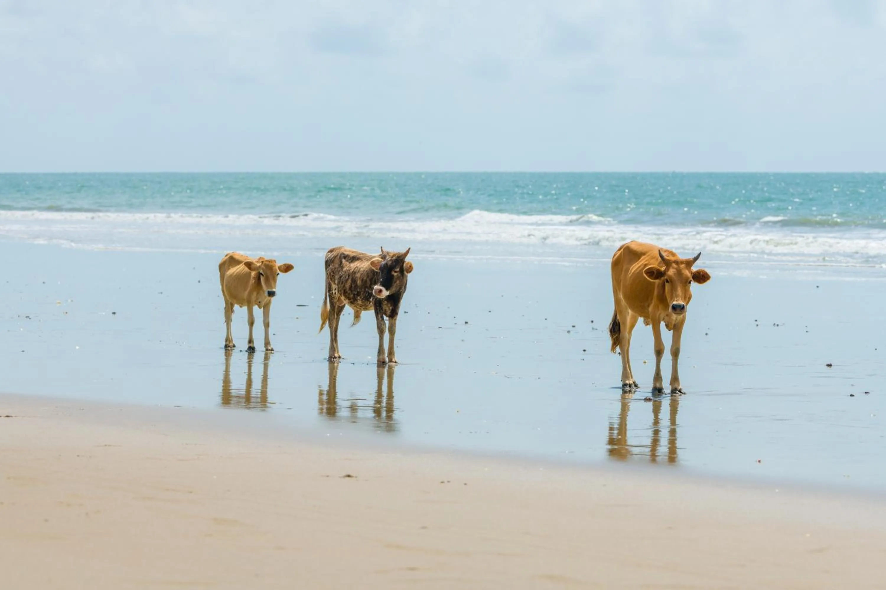 Day in Tamba Kuruba Eco-lodge