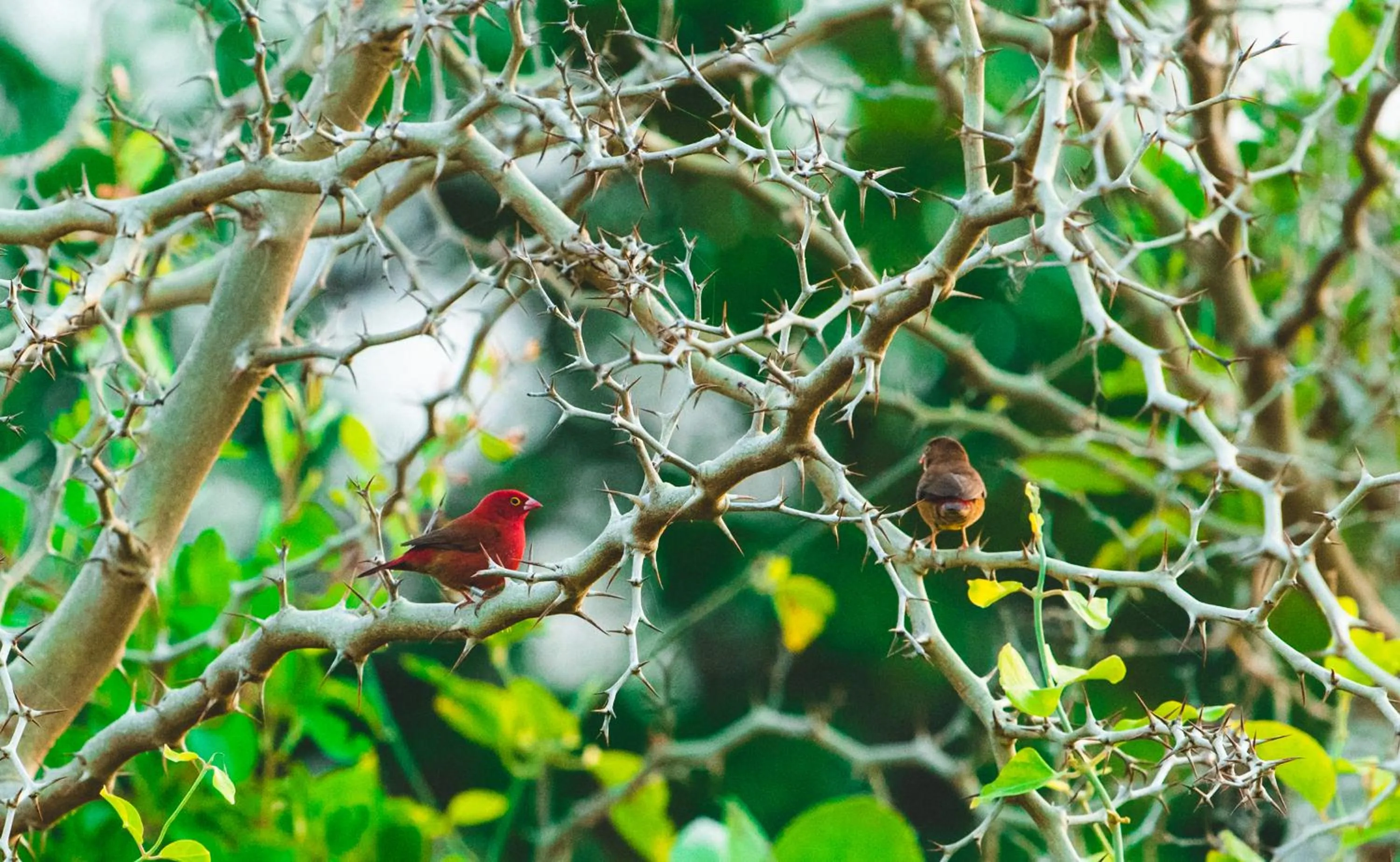 Off site in Tamba Kuruba Eco-lodge
