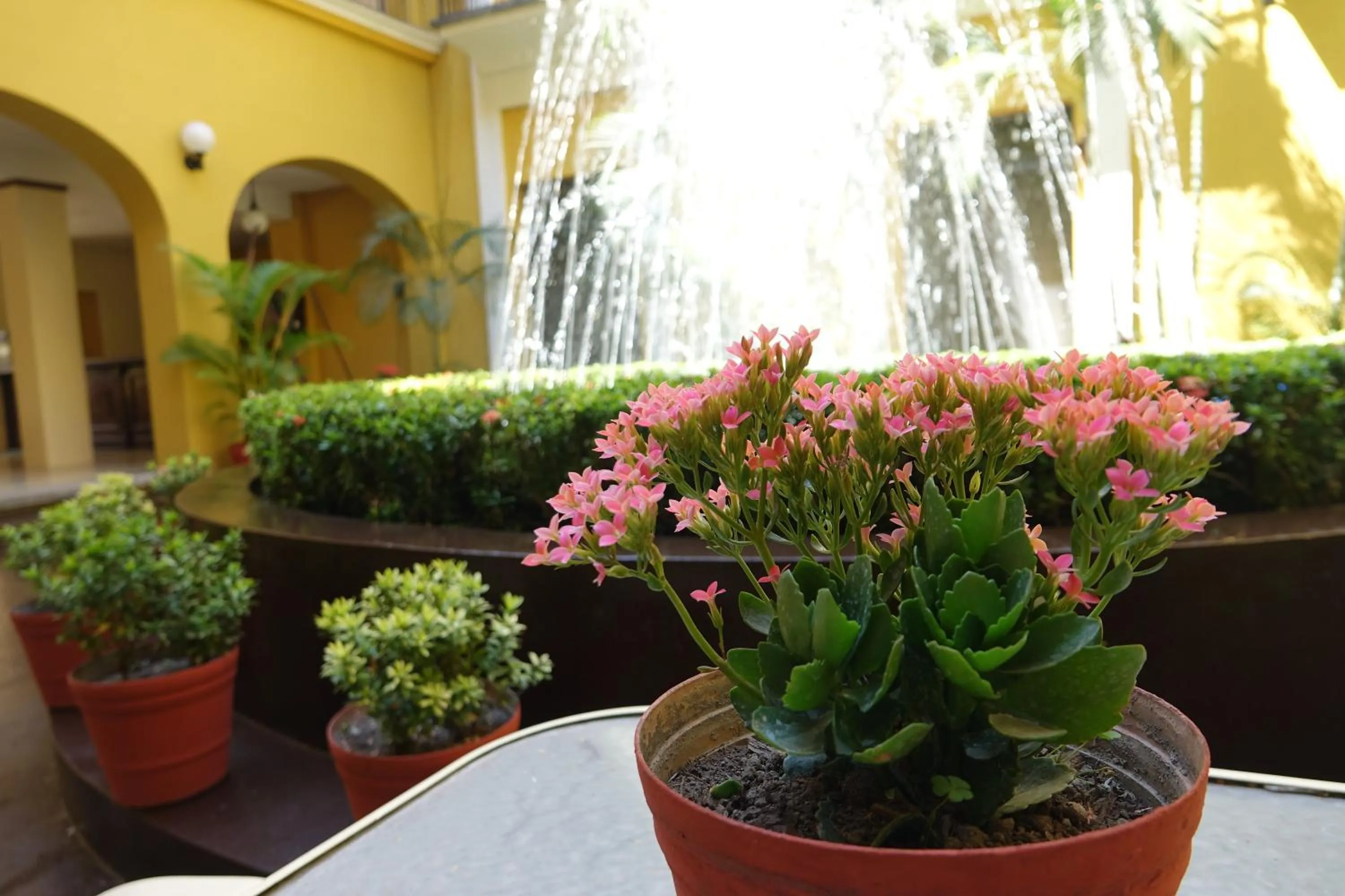 Garden in Hotel America