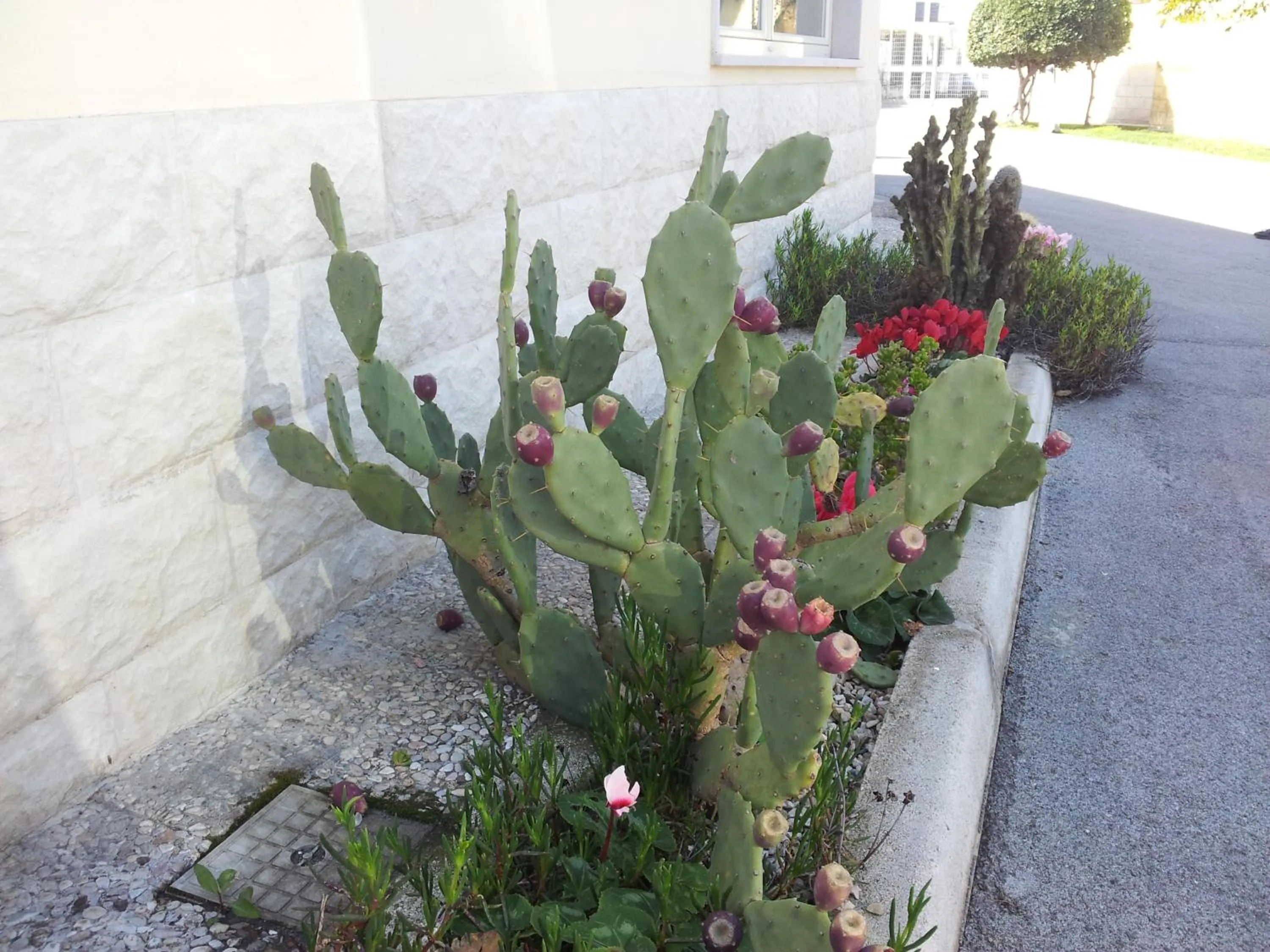 Garden in Hotel Giardino
