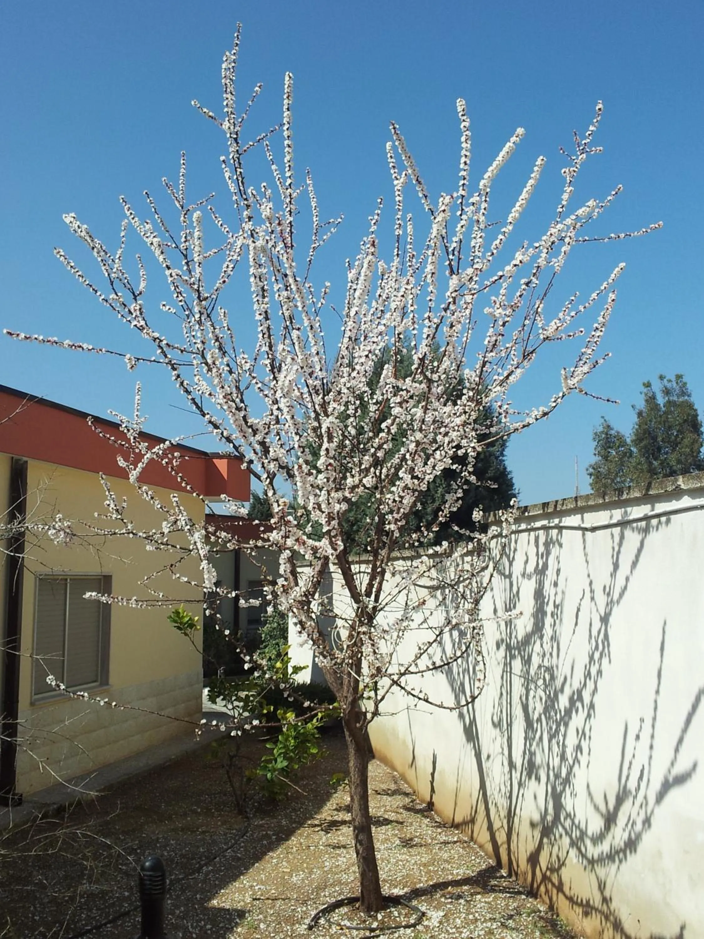 Garden in Hotel Giardino