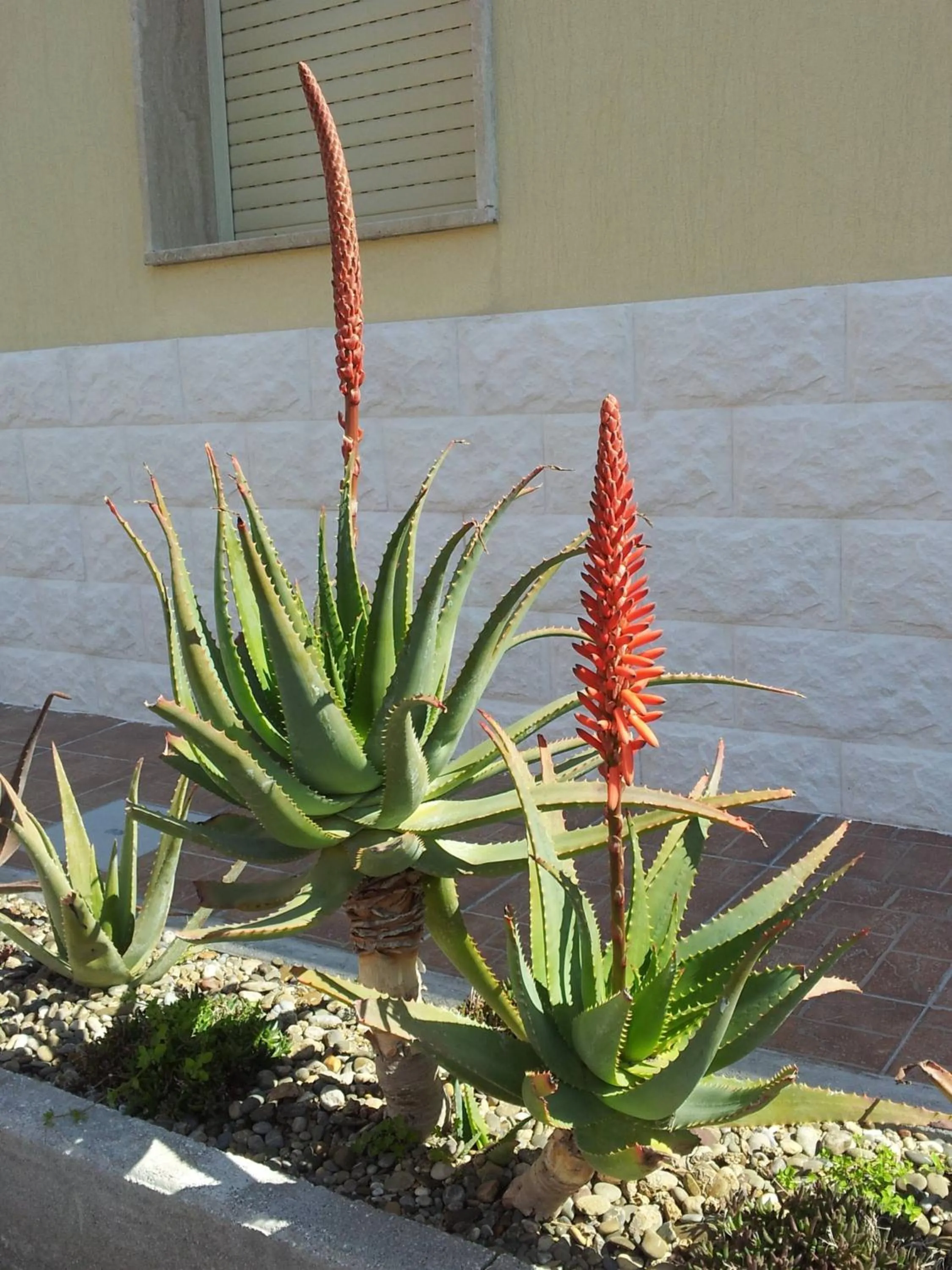 Garden in Hotel Giardino
