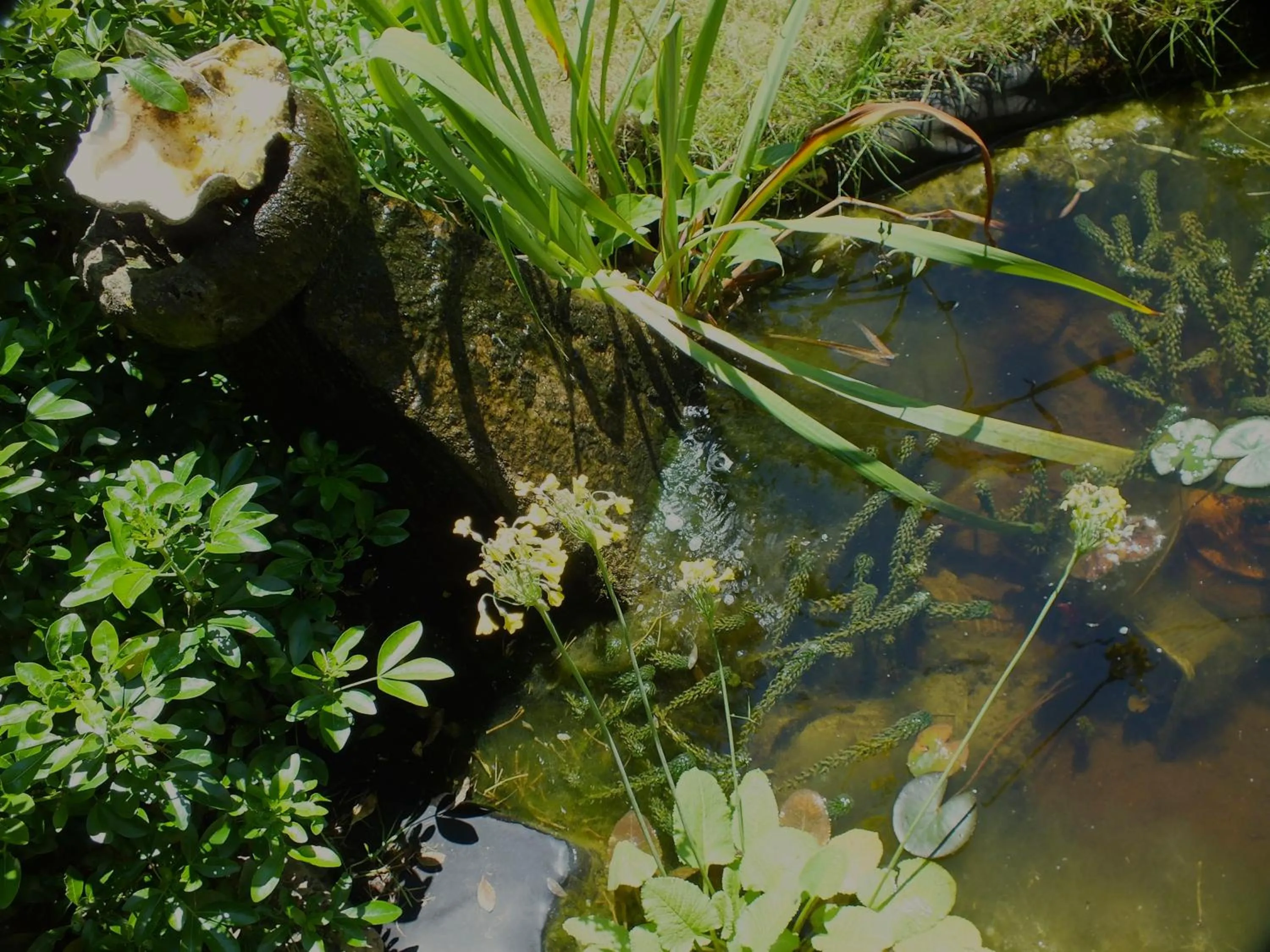 Garden in Herb Cottage