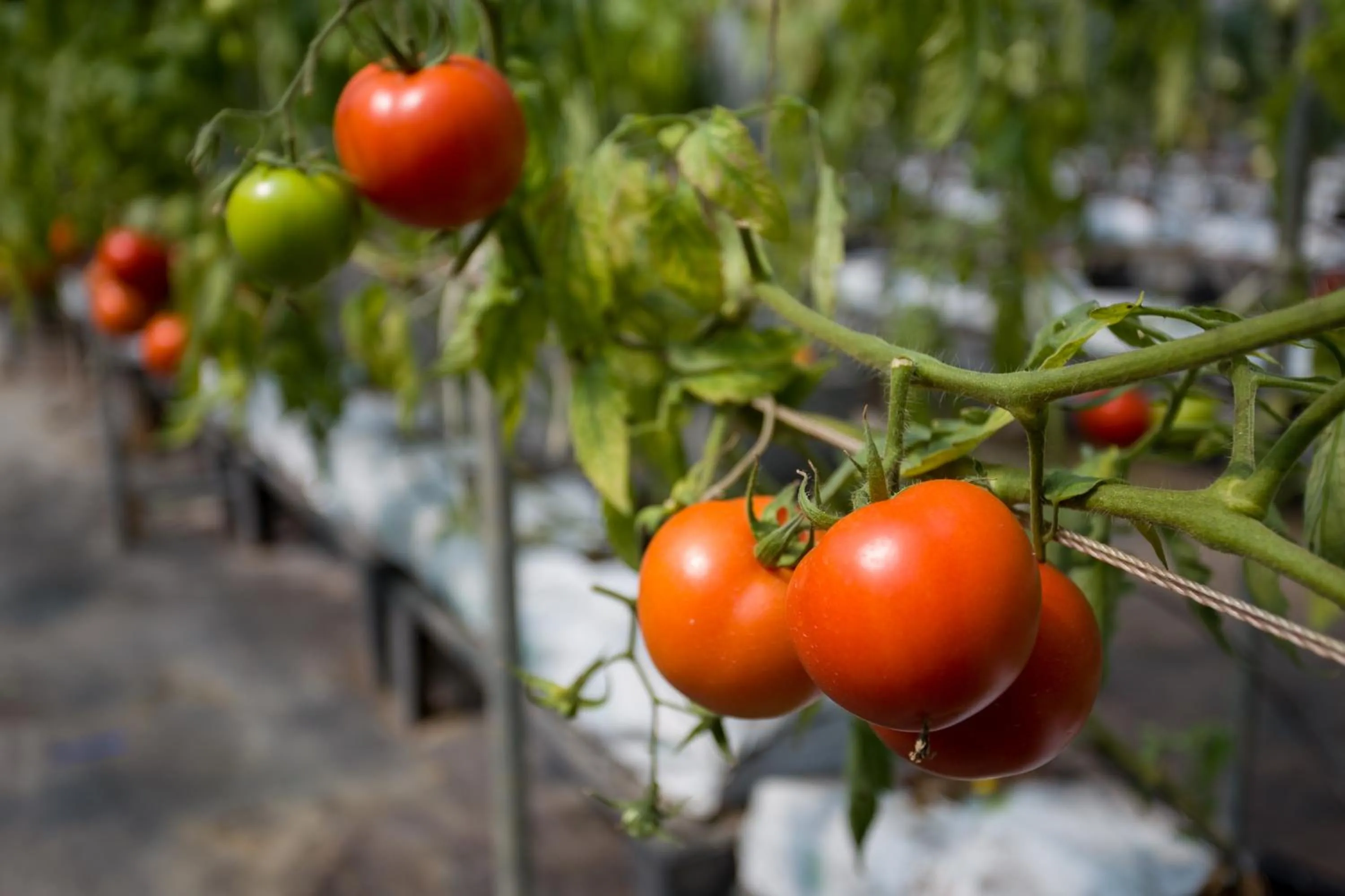 Tai-Yi Red Maple Resort