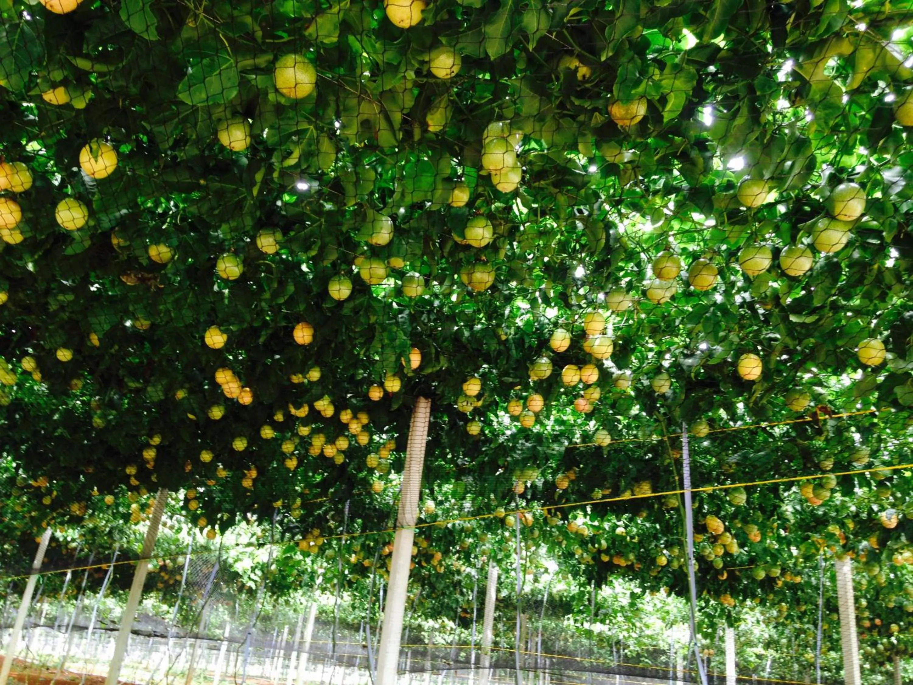 Tai-Yi Red Maple Resort