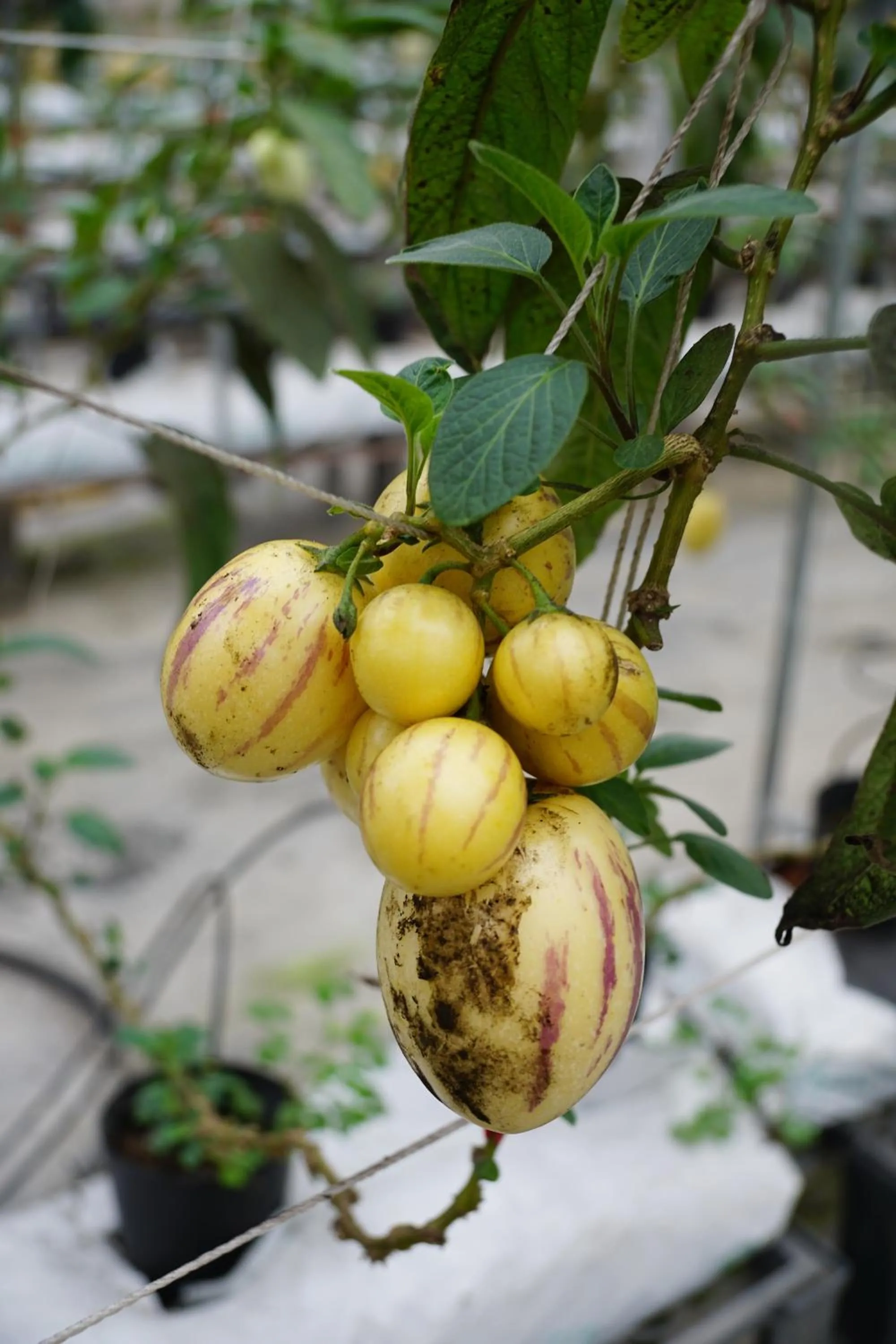 Tai-Yi Red Maple Resort