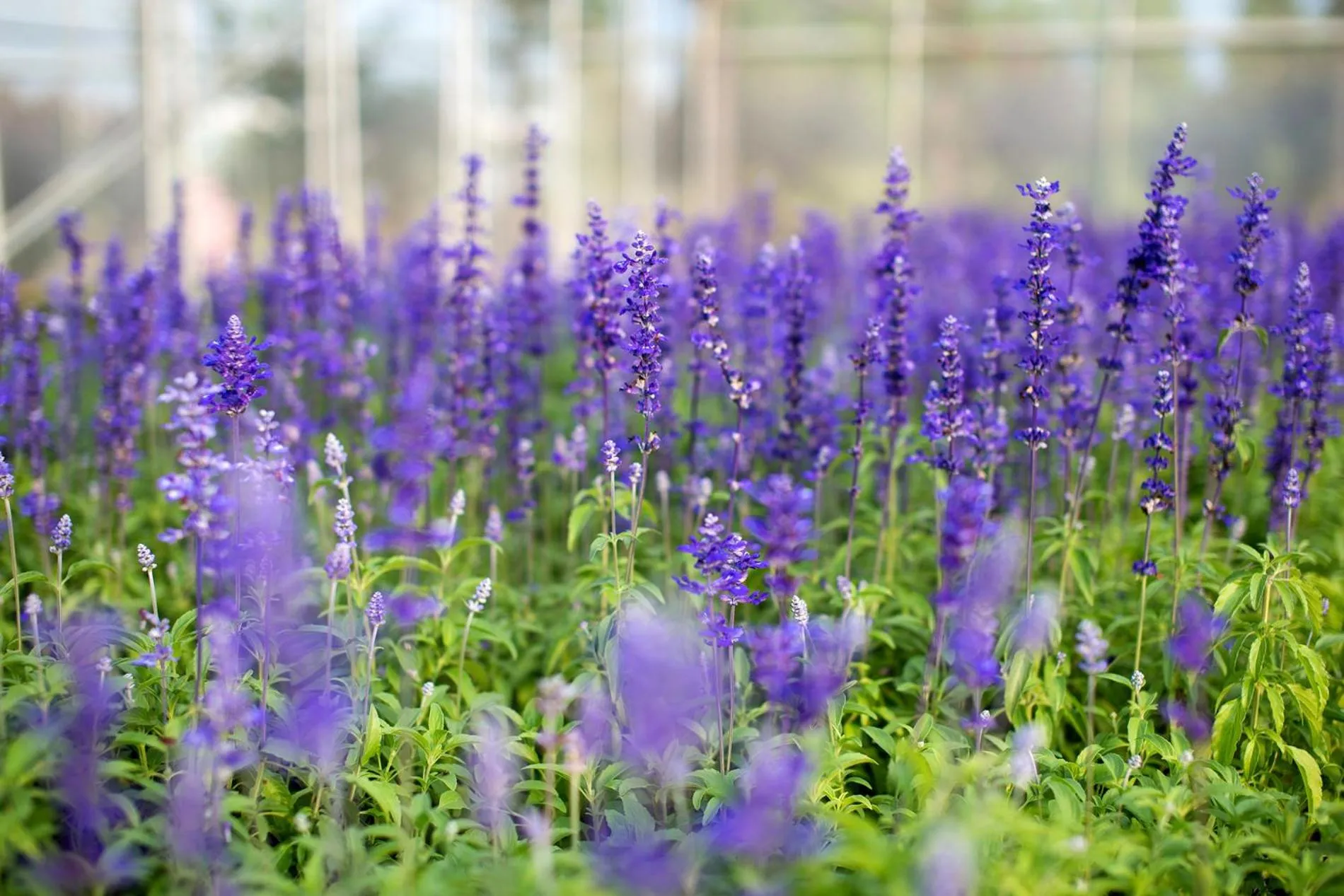 Tai-Yi Red Maple Resort