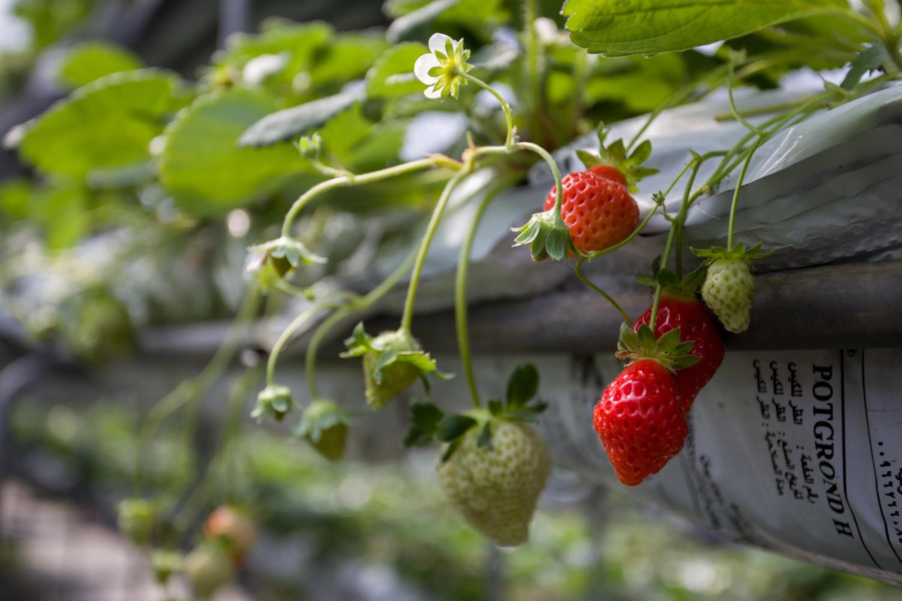 Tai-Yi Red Maple Resort