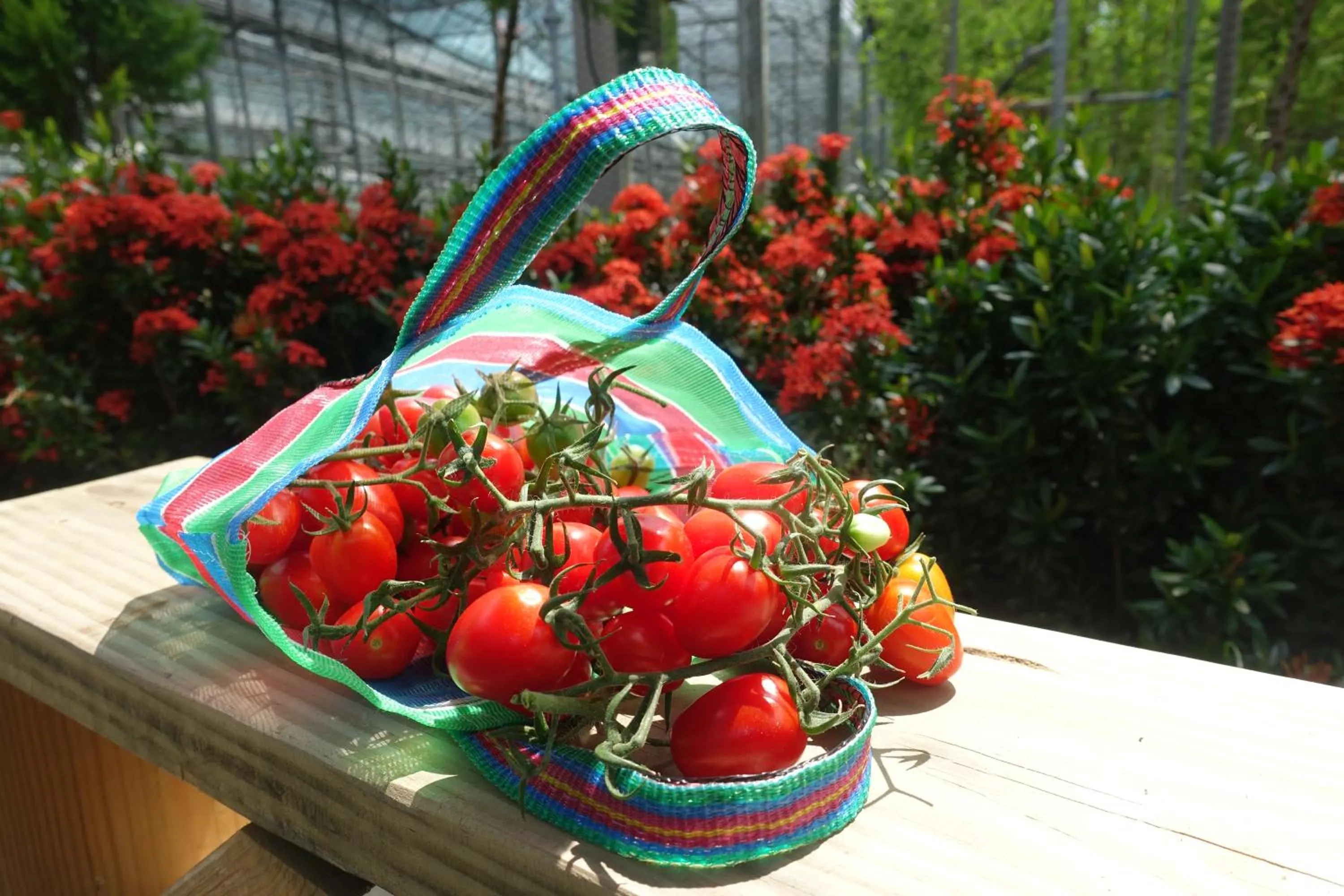 Tai-Yi Red Maple Resort