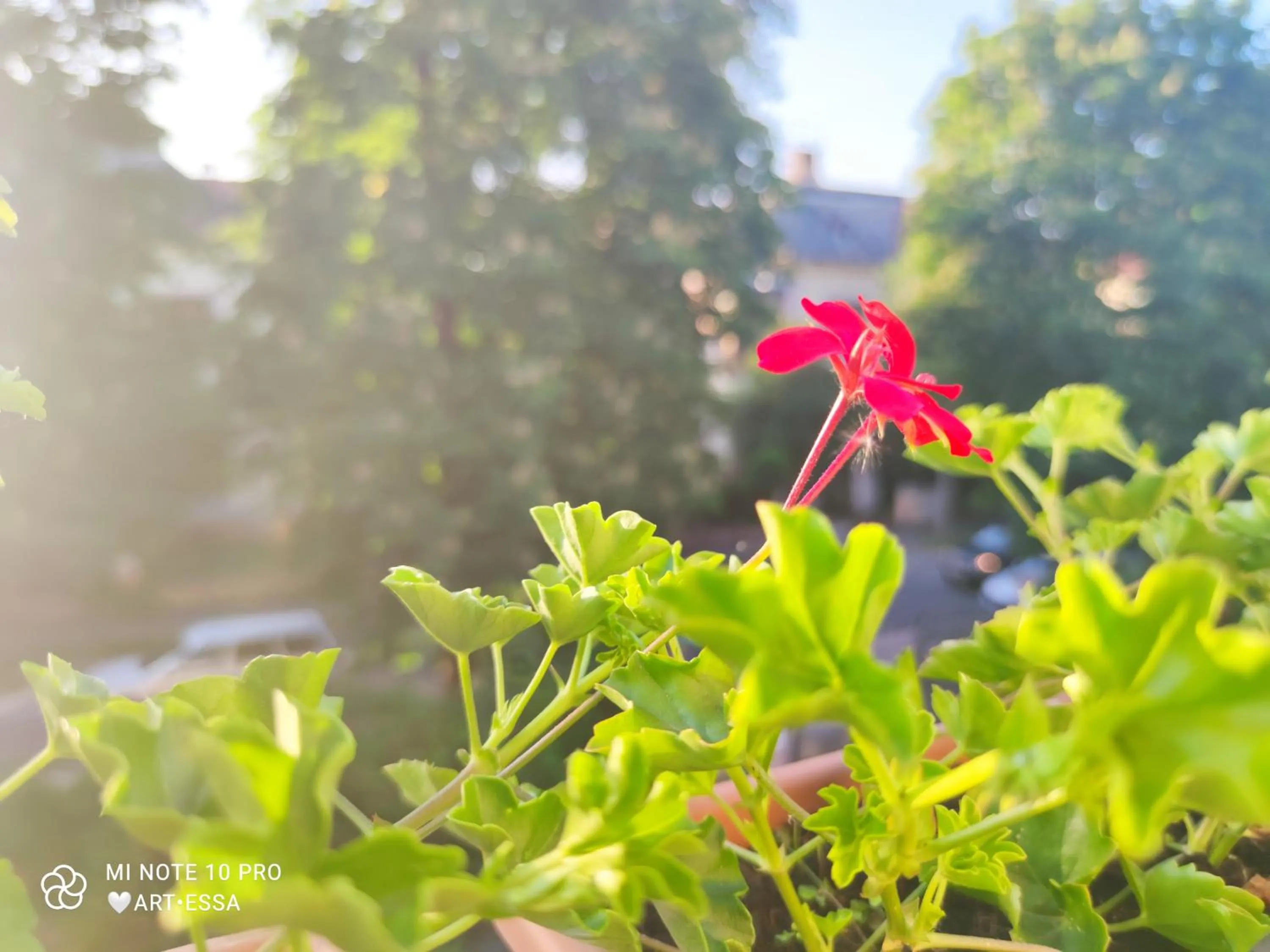 Balcony/Terrace in Pensiunea Buon Gusto Sibiu-motorcyle friendly,city center