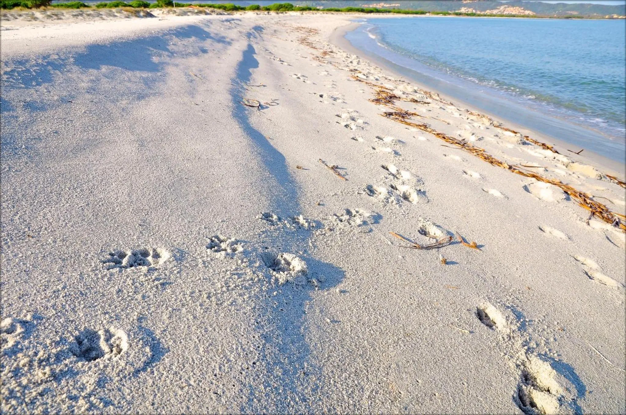 Beach in Appartamenti Le Magnolie