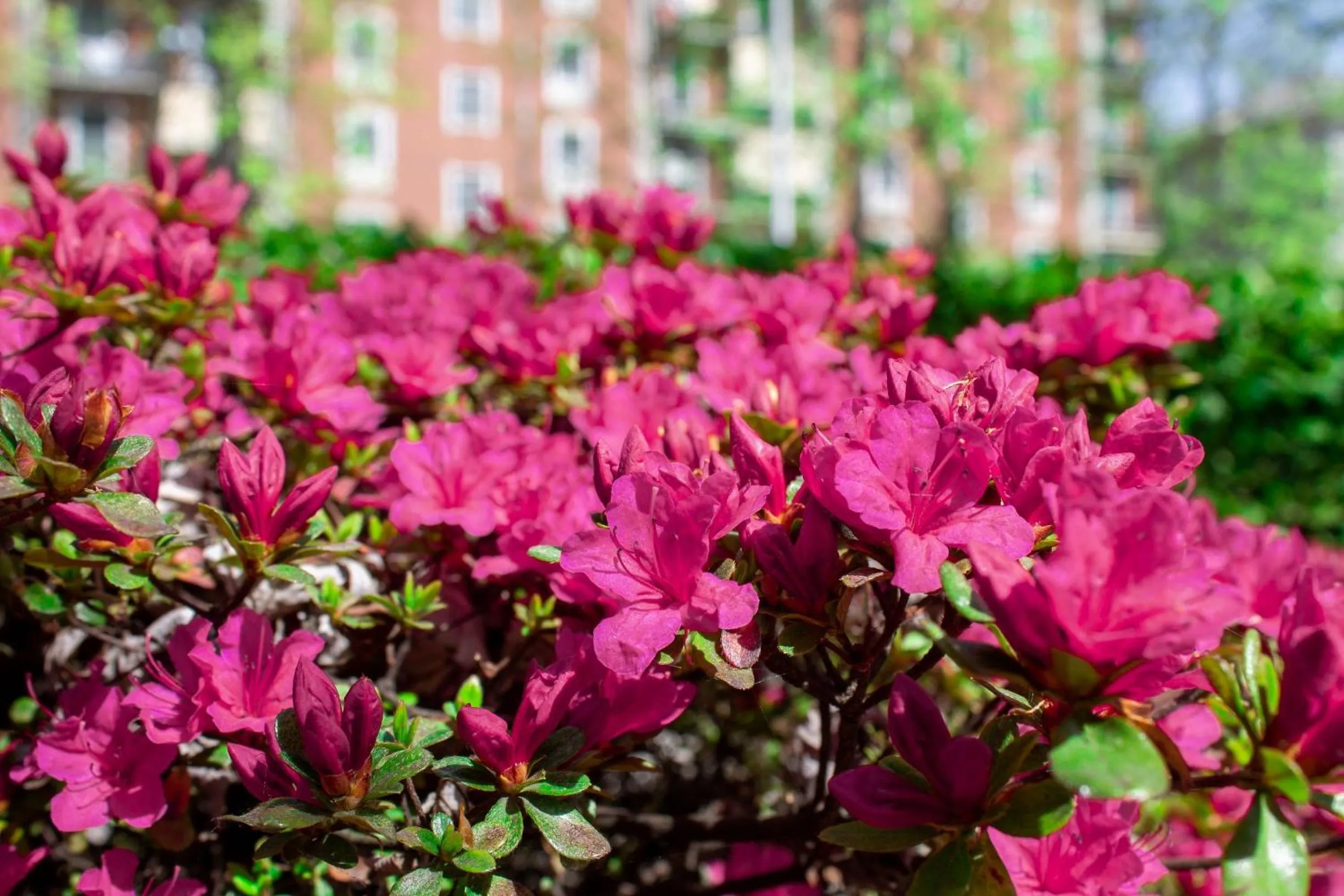 Summer in Modo Hotel