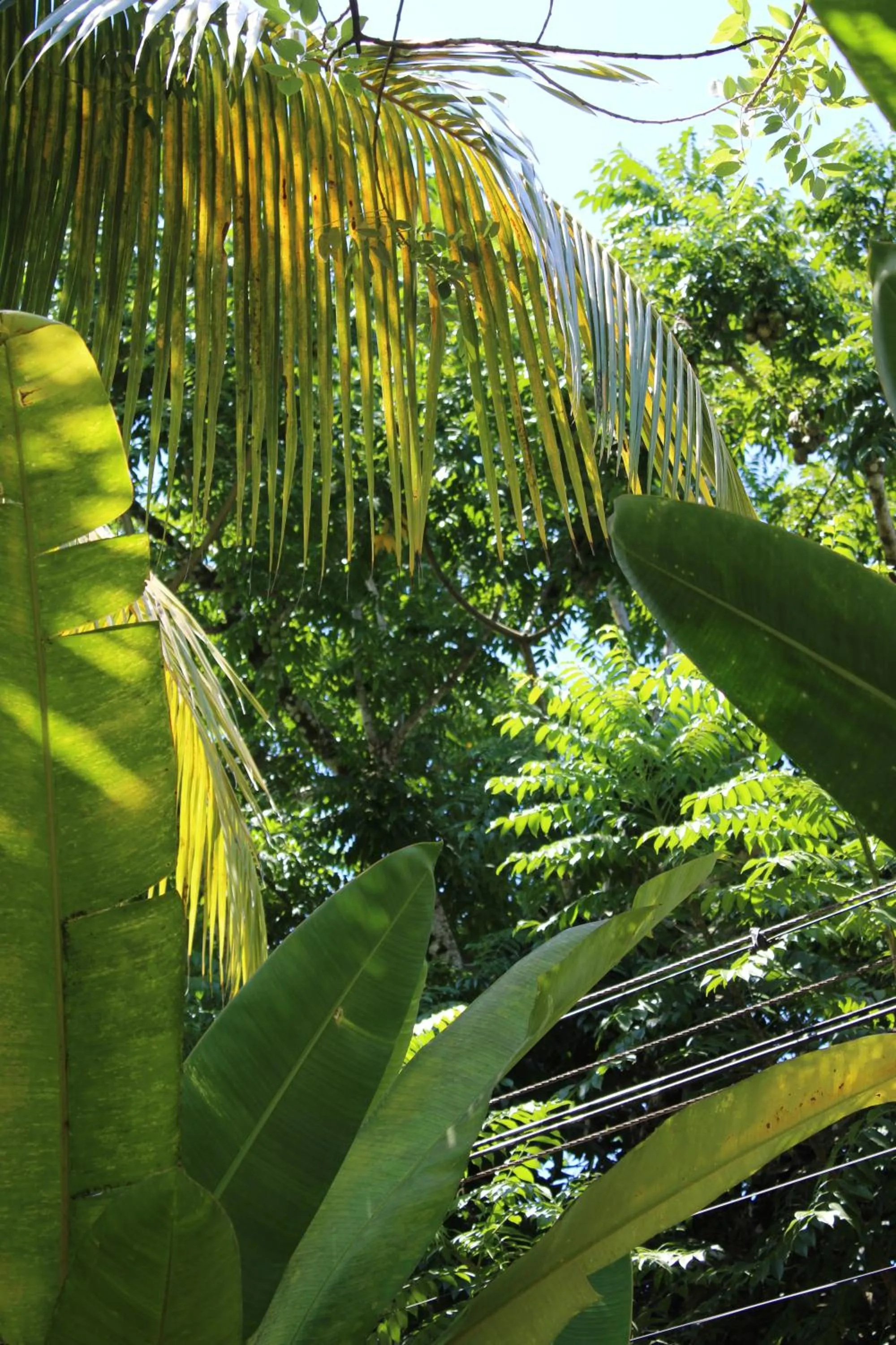 Garden in Cabinas Tortuguero