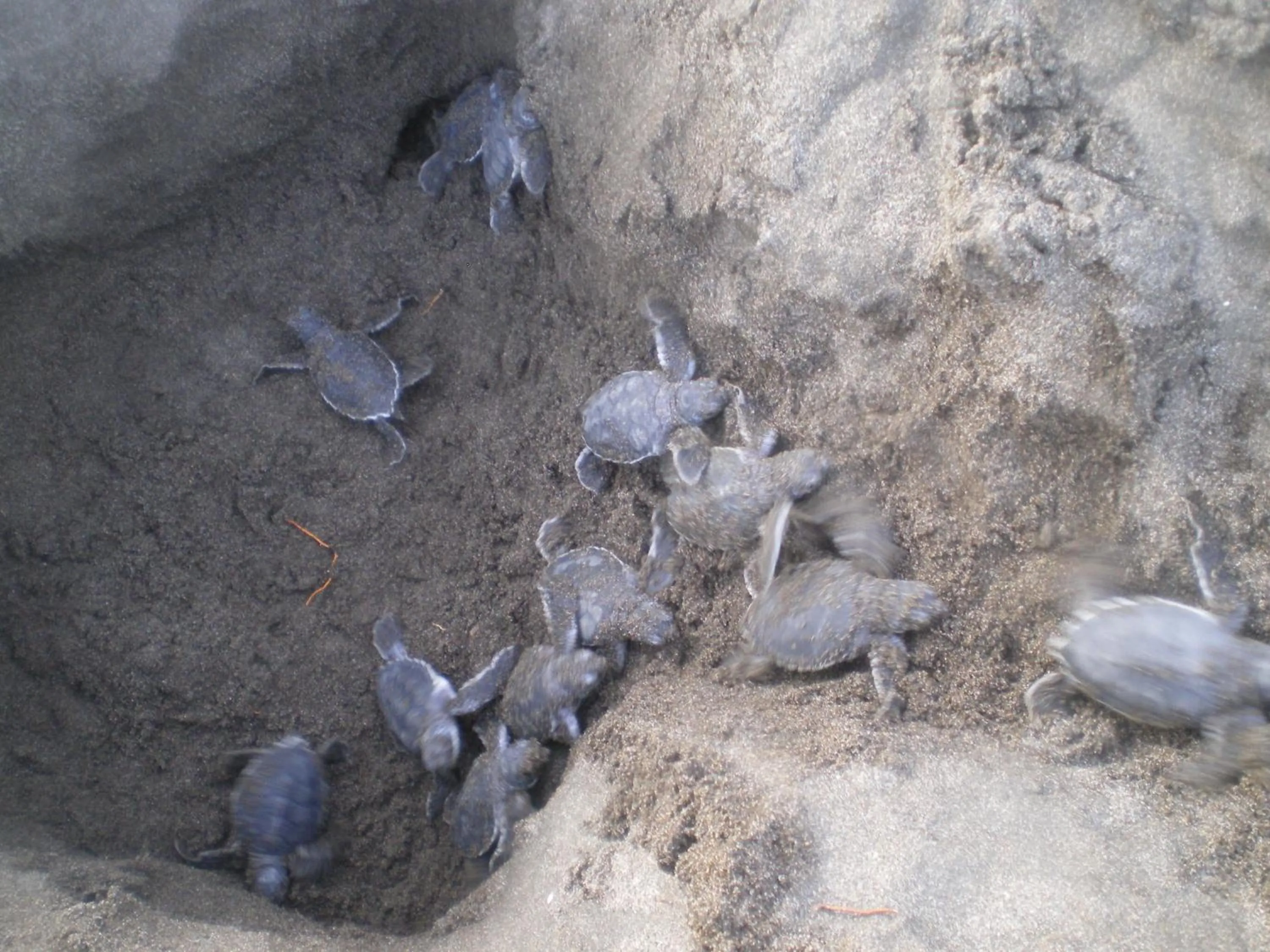 Animals in Cabinas Tortuguero