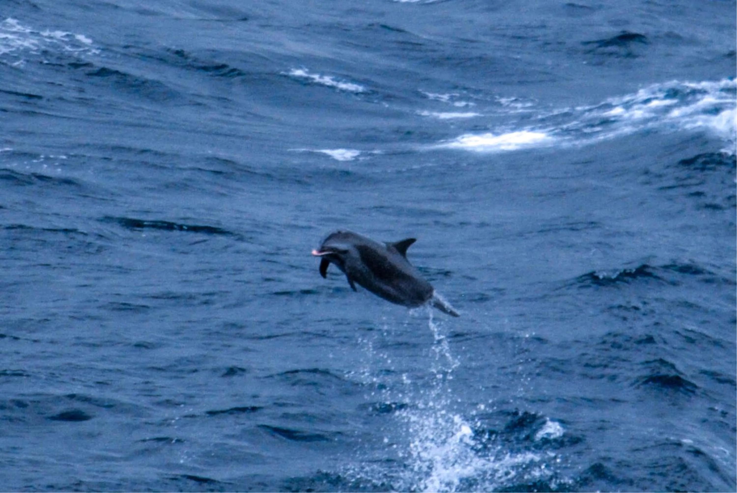 Fishing in Bayside Villa St. Lucia