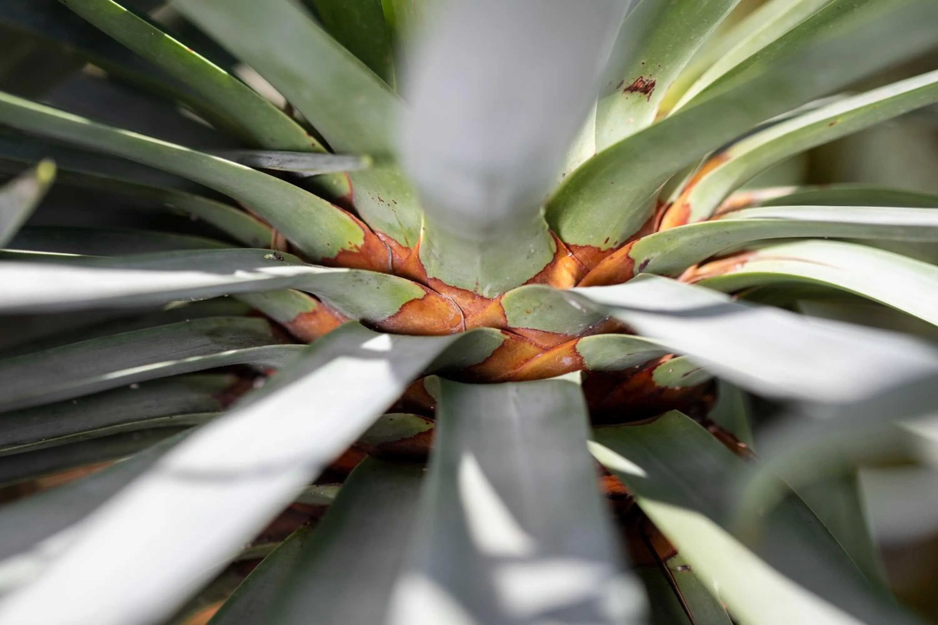 Garden in Residencial El Llano
