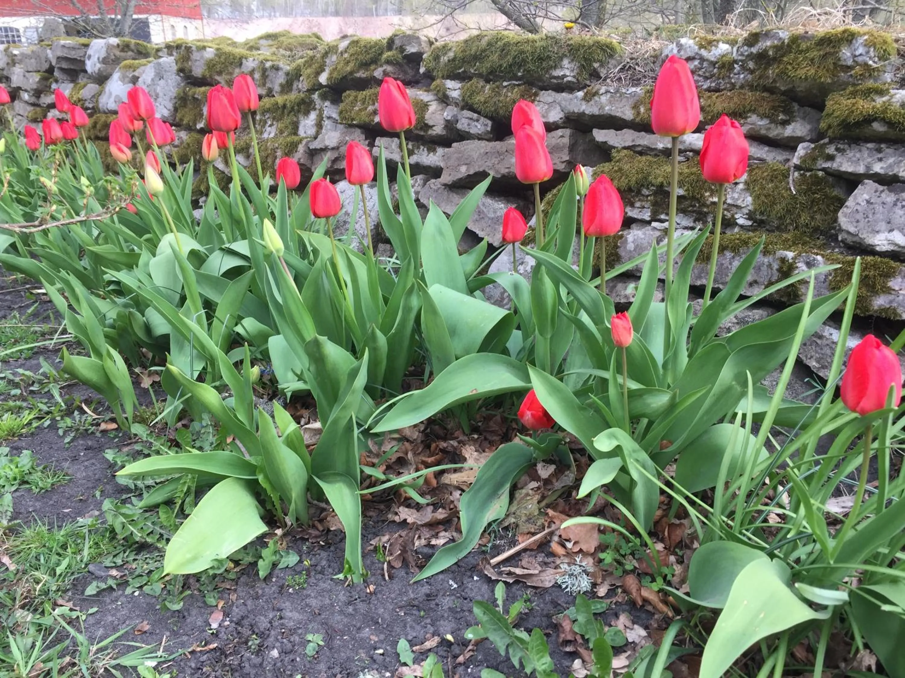 Garden in Stenbrottets lillstuga