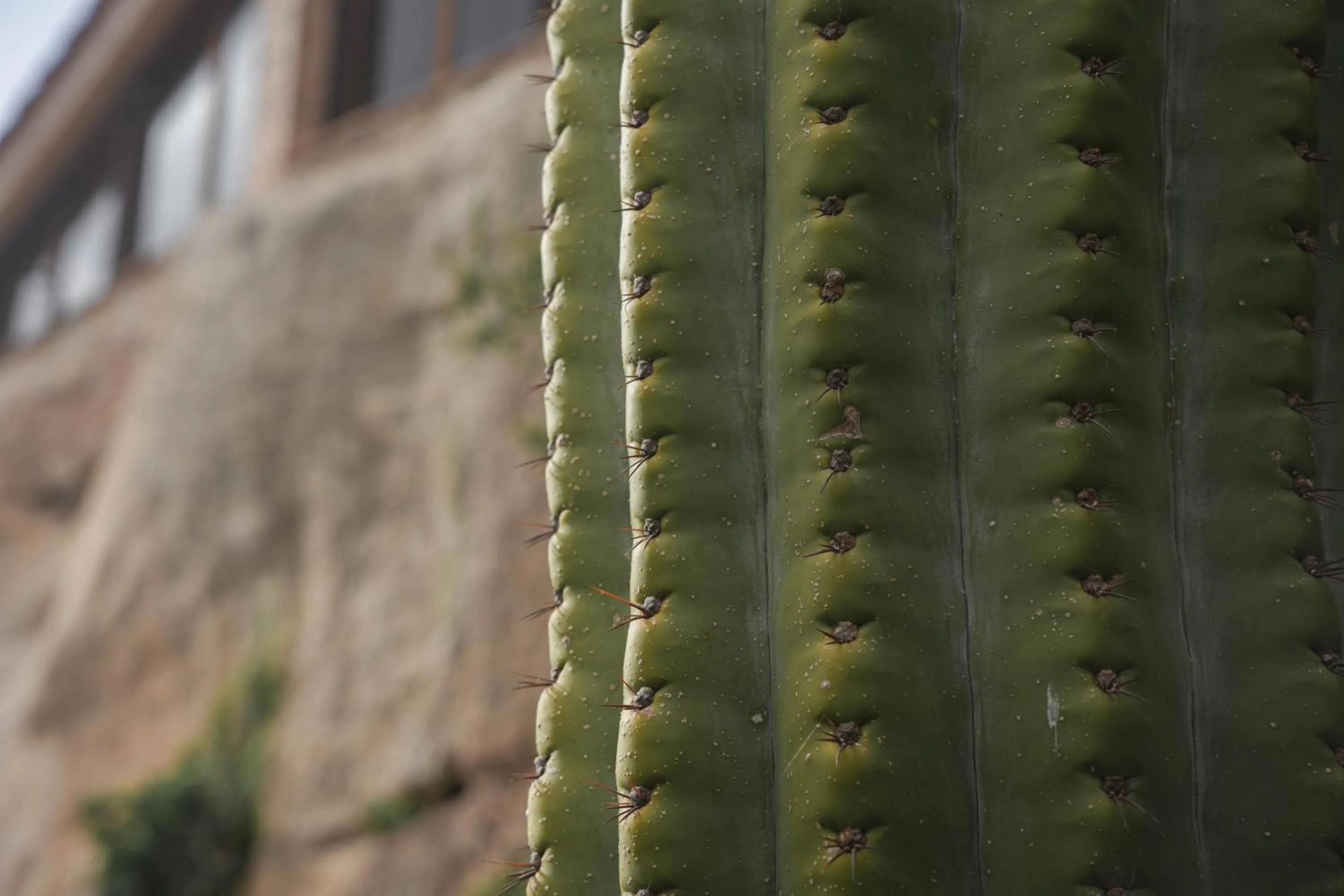 Hotel Hort De Fortunyo