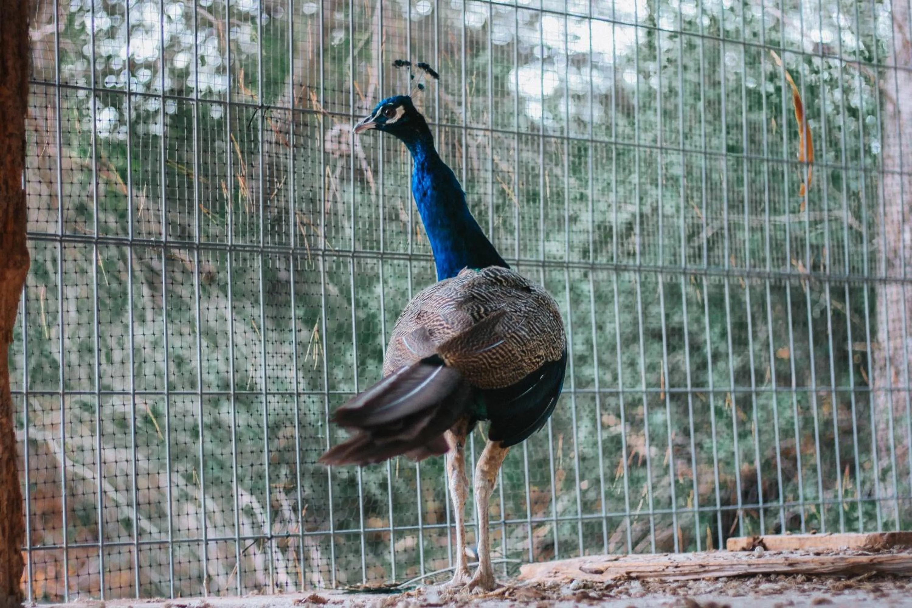 Animals in Hotel Hort De Fortunyo