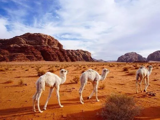 Animals in WadiRum Mobile Camp